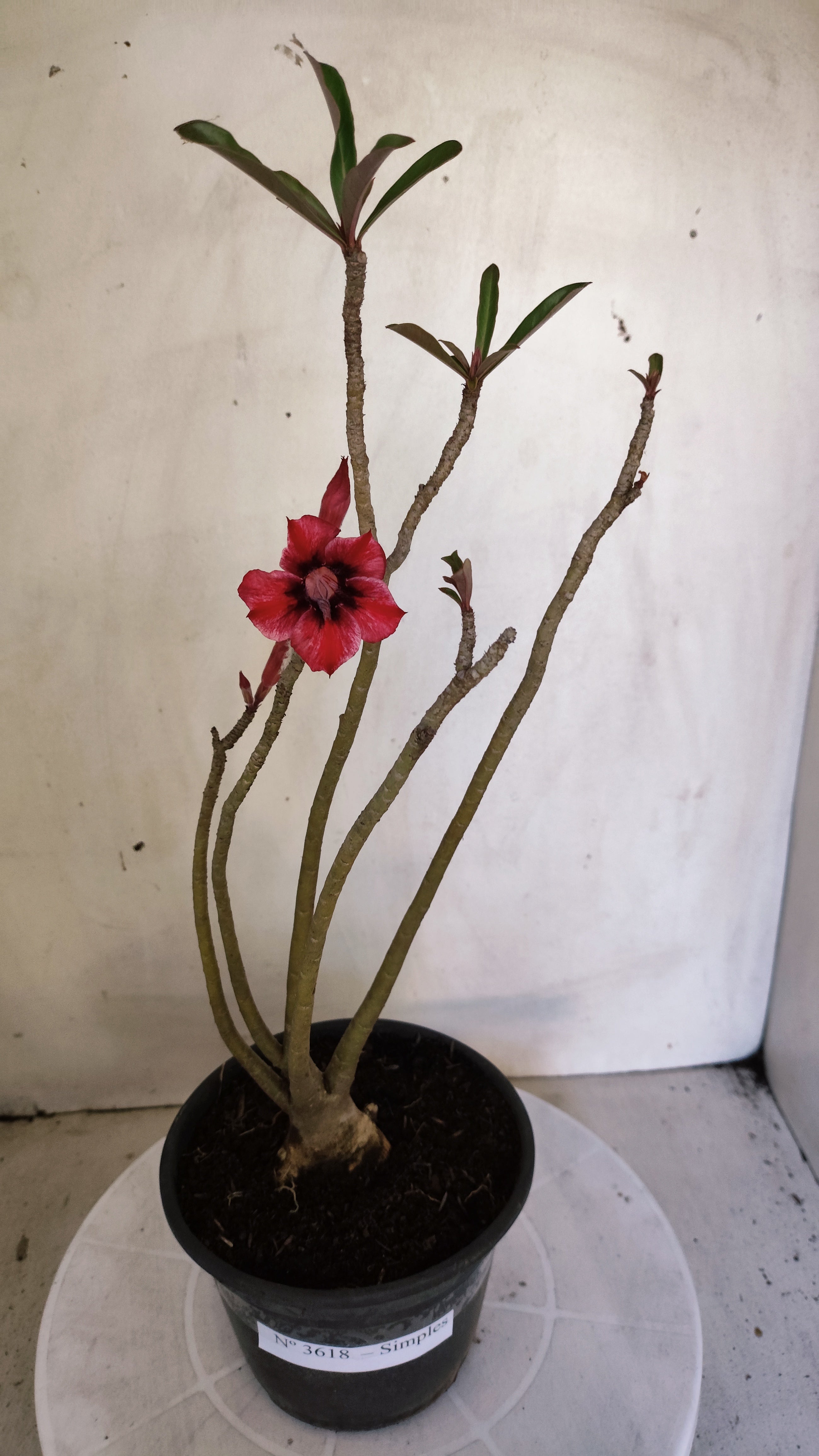 Planta Simples 3618 – 30cm – 02 anos