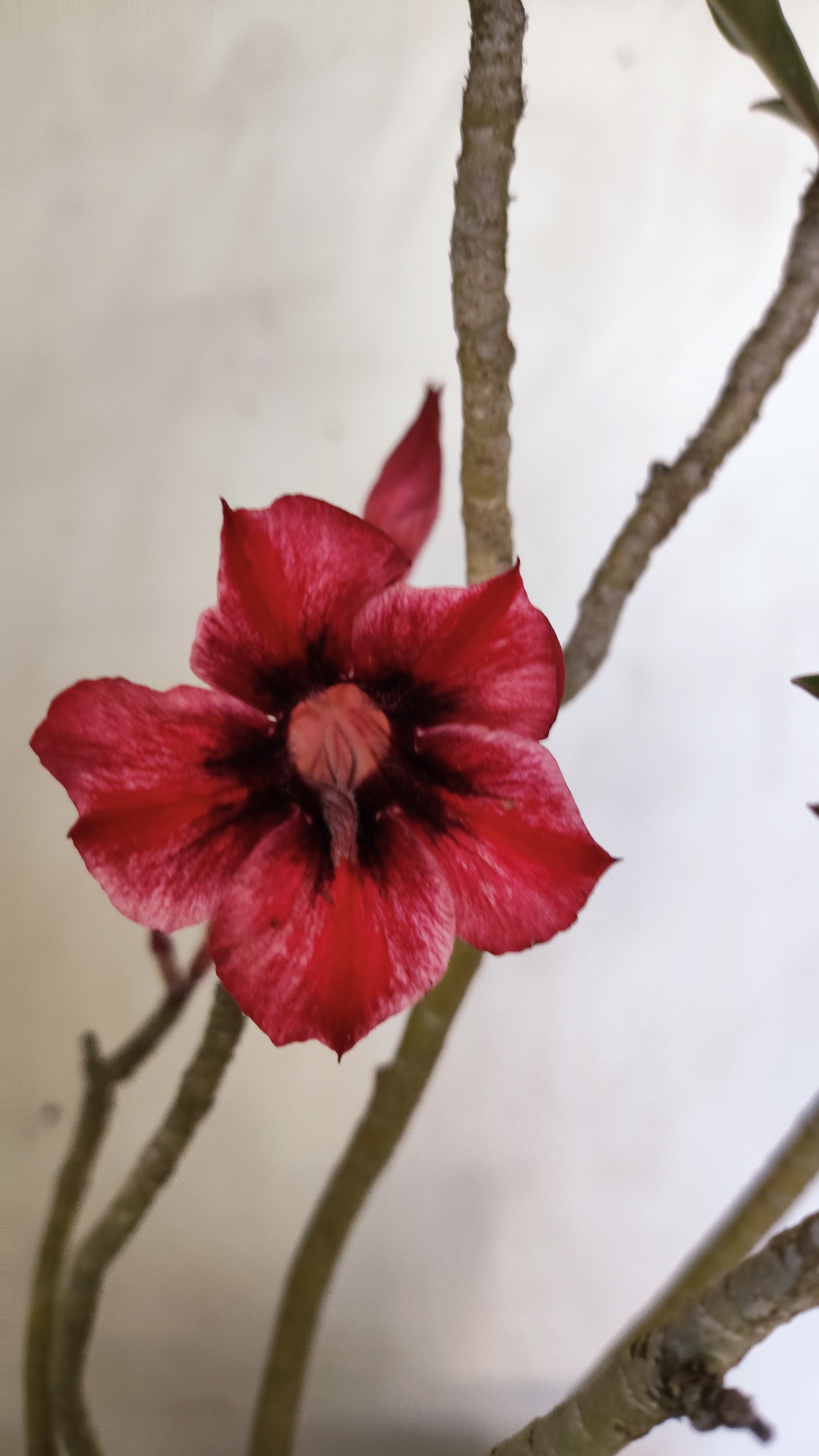 Planta Simples 3618 – 30cm – 02 anos
