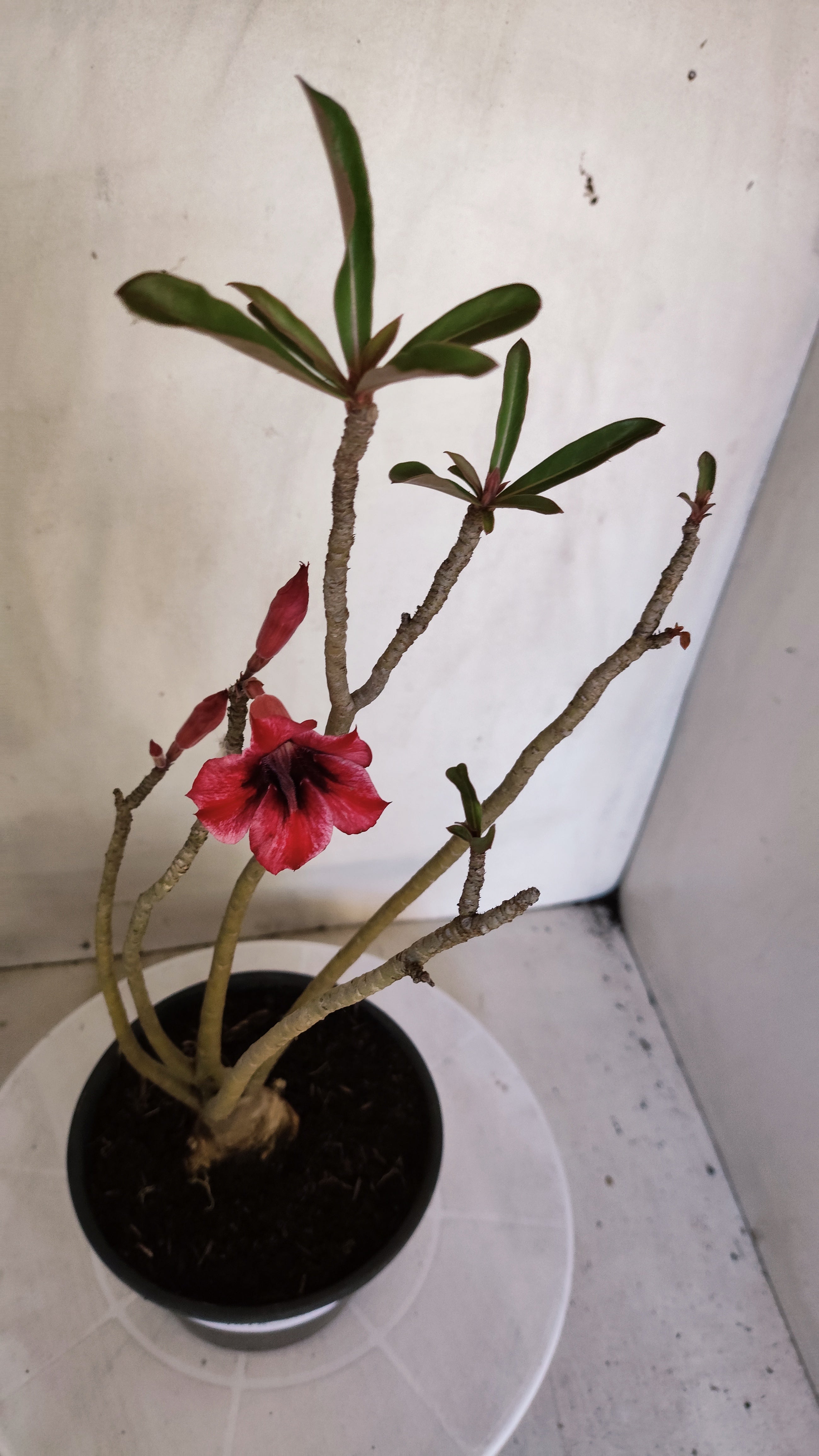 Planta Simples 3618 – 30cm – 02 anos