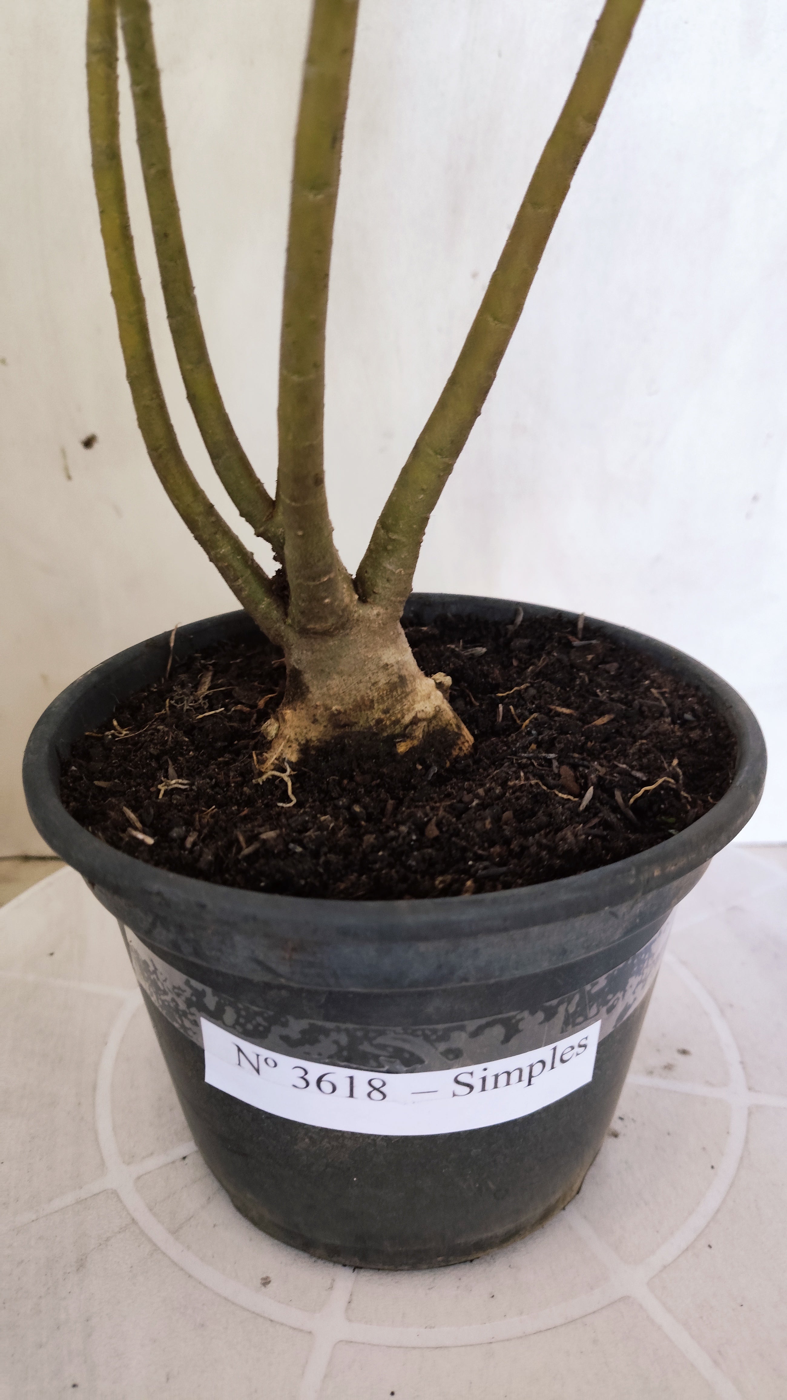 Planta Simples 3618 – 30cm – 02 anos