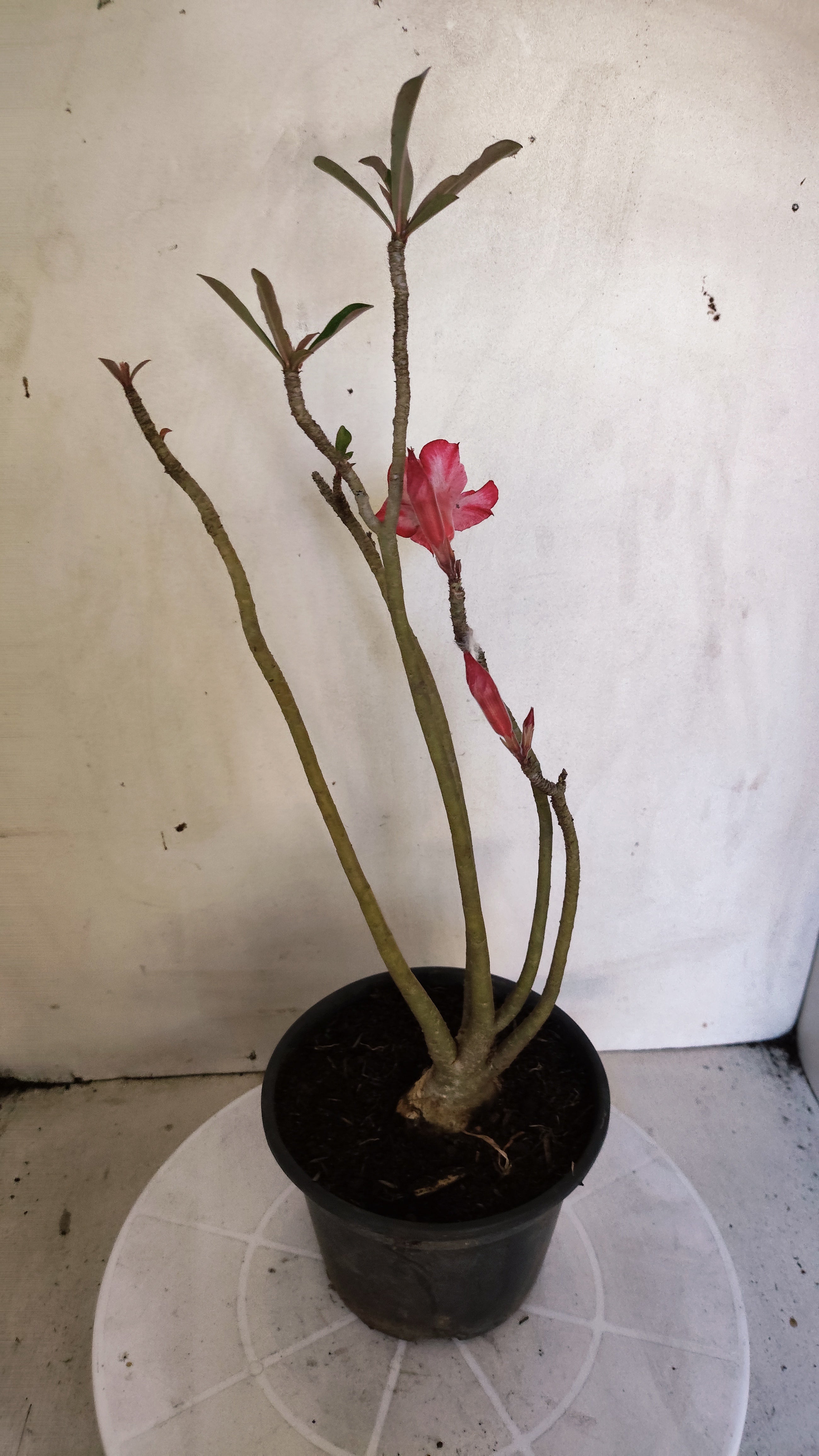 Planta Simples 3618 – 30cm – 02 anos
