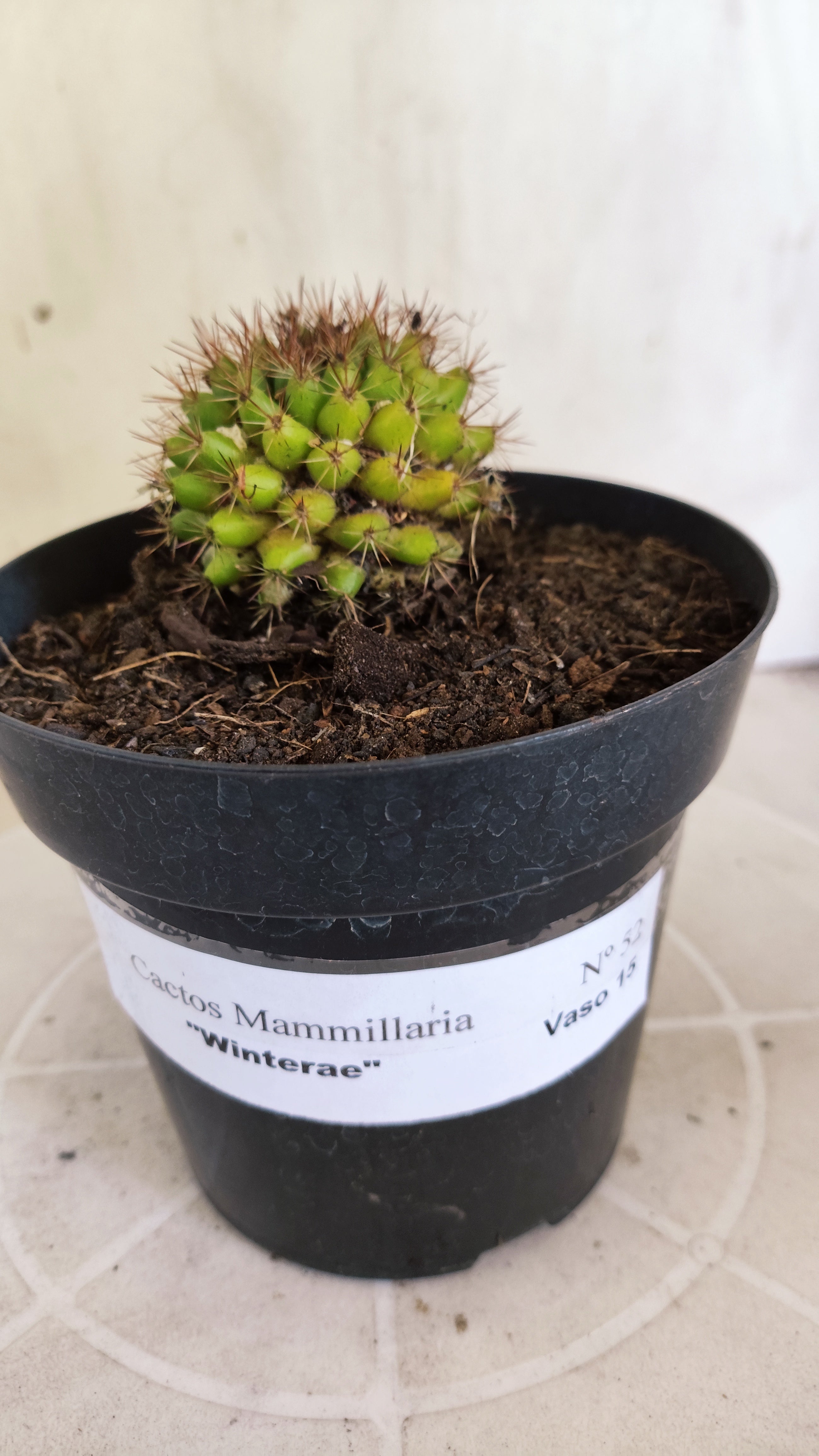 Matriz Cacto Mammillaria "Winterae" Nº 52 - vaso 15