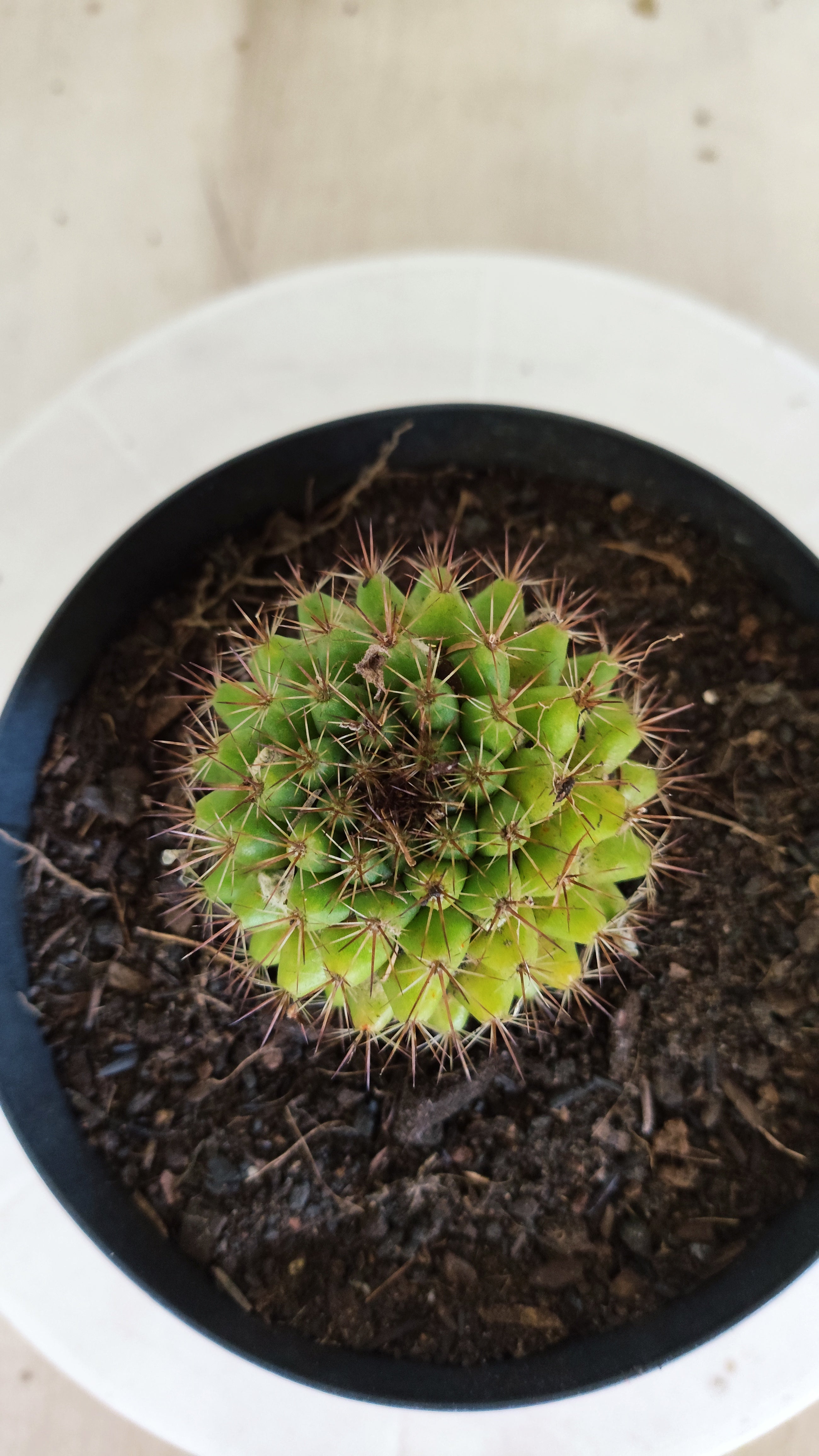 Matriz Cacto Mammillaria "Winterae" Nº 52 - vaso 15