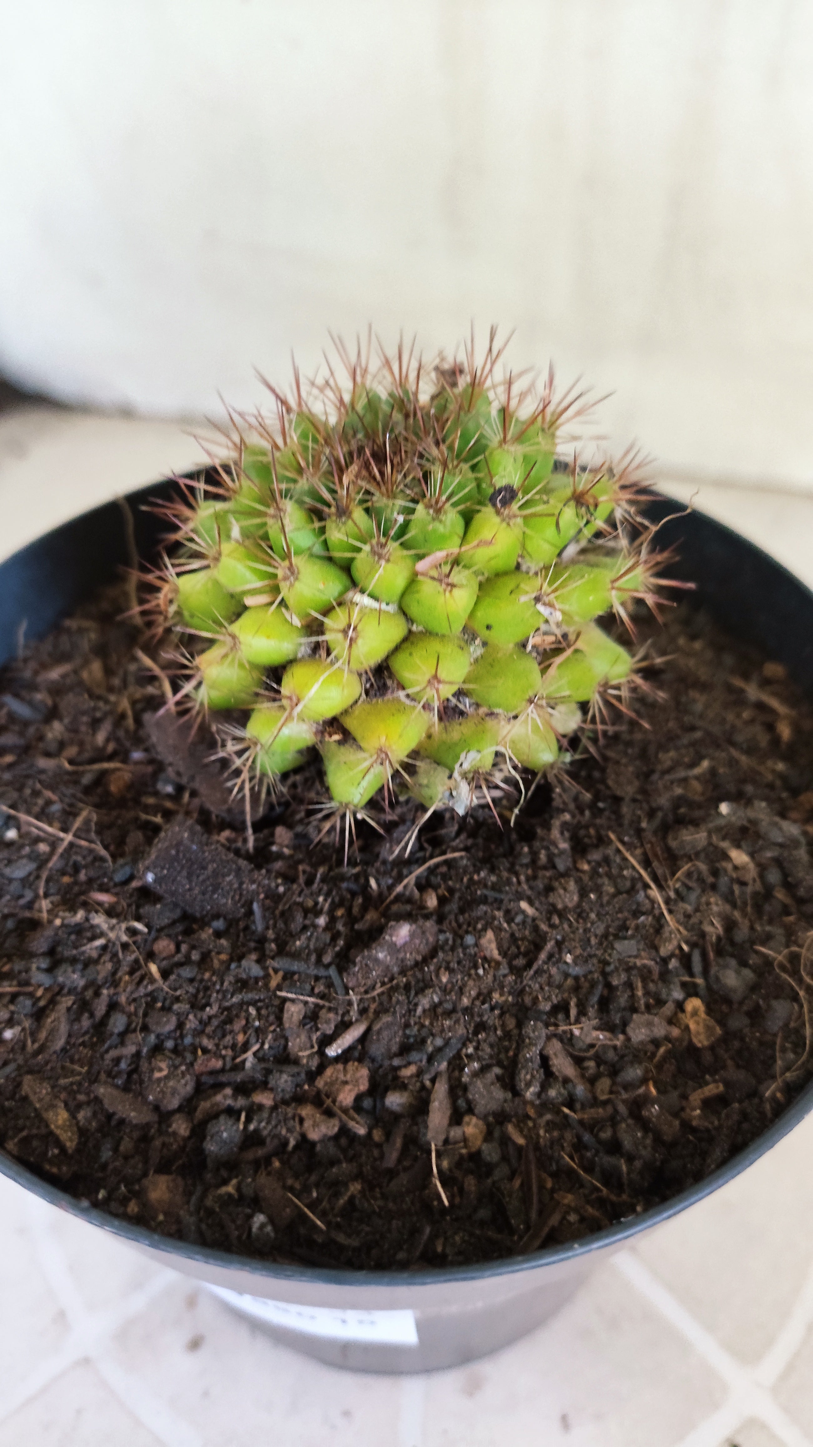 Matriz Cacto Mammillaria "Winterae" Nº 52 - vaso 15