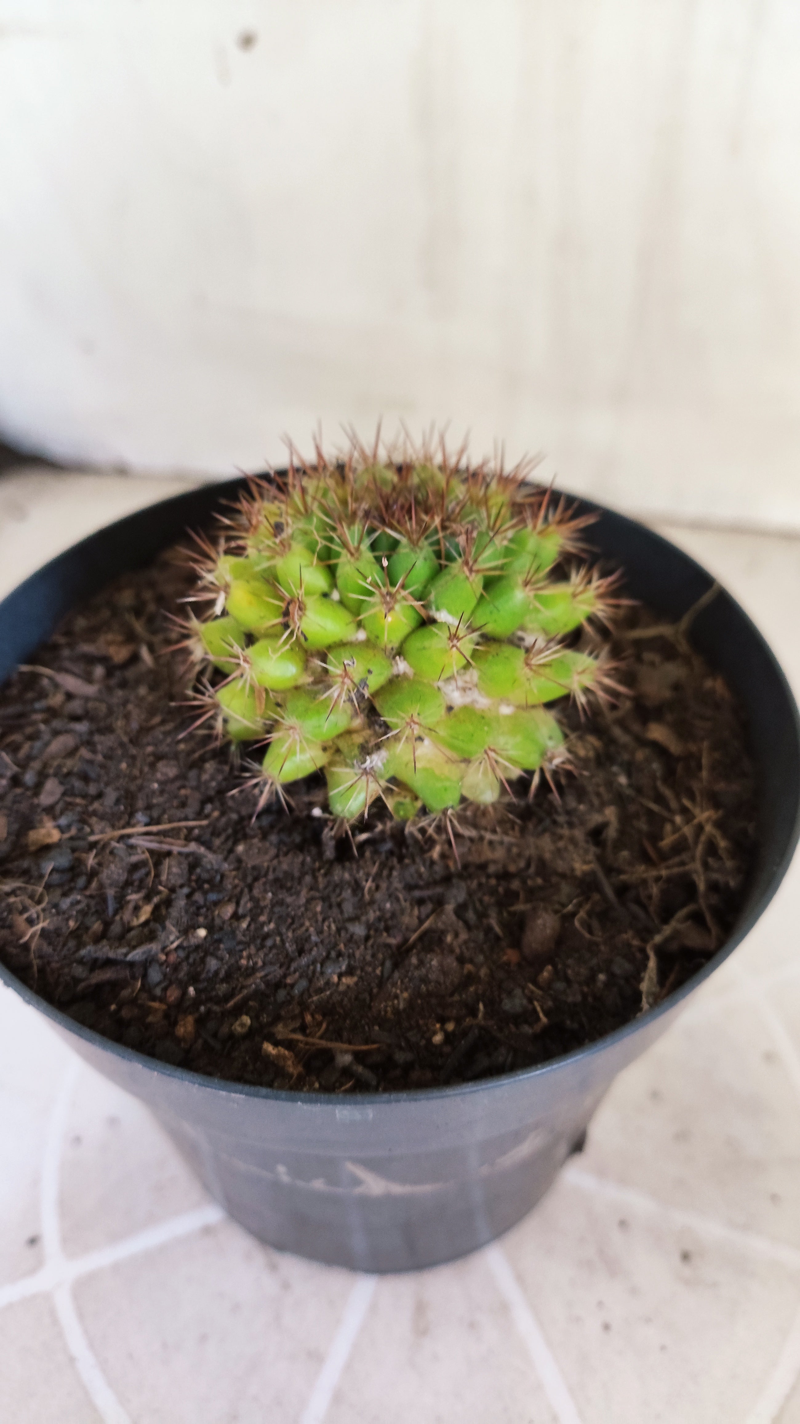 Matriz Cacto Mammillaria "Winterae" Nº 52 - vaso 15