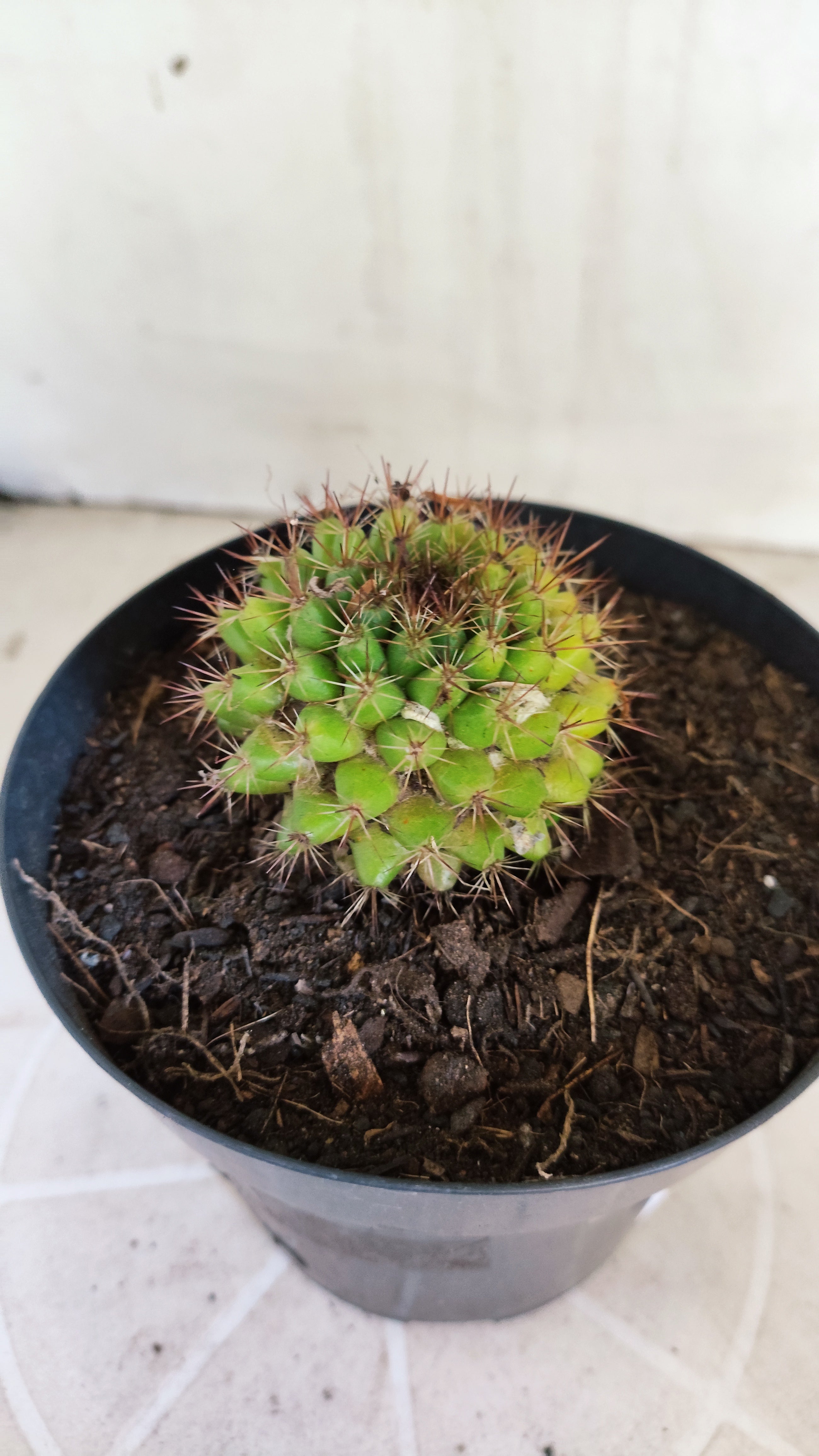 Matriz Cacto Mammillaria "Winterae" Nº 52 - vaso 15
