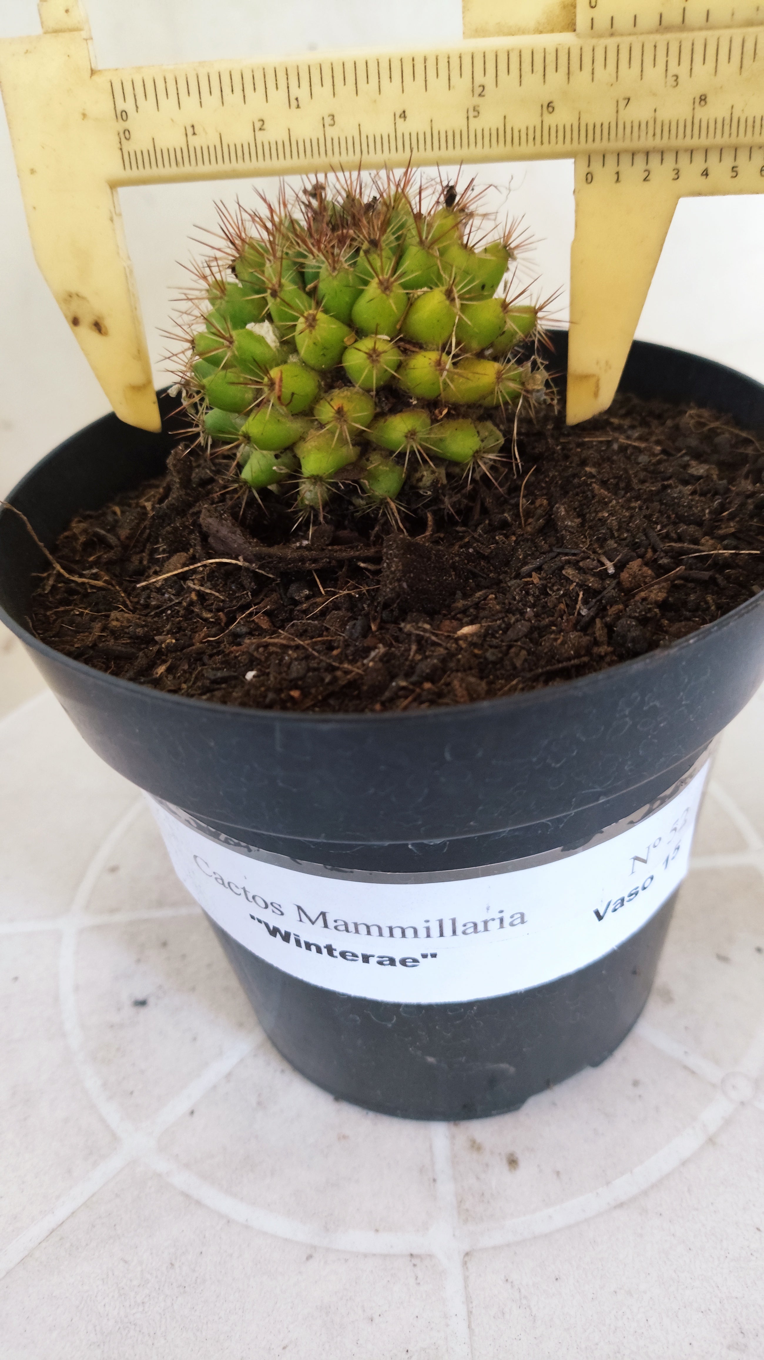 Matriz Cacto Mammillaria "Winterae" Nº 52 - vaso 15