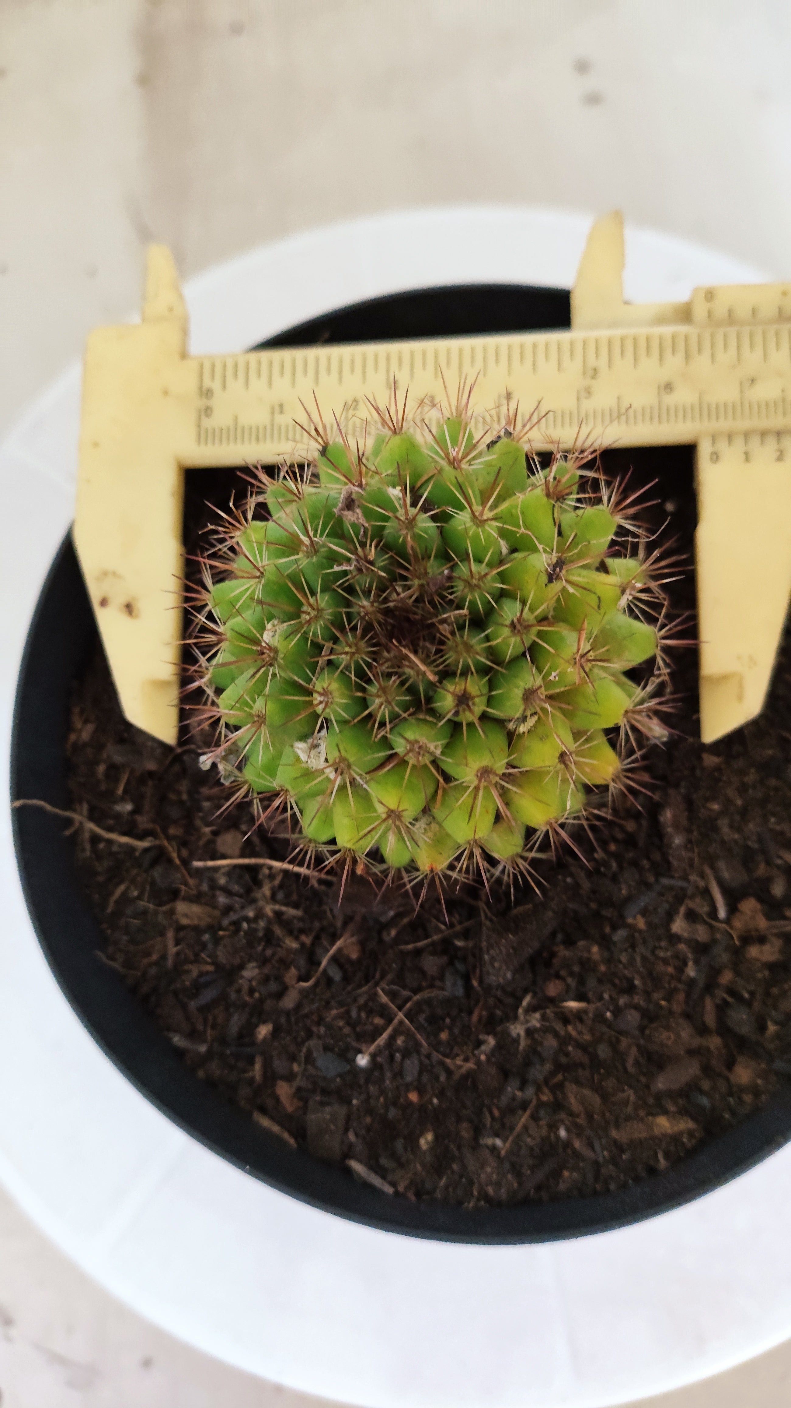 Matriz Cacto Mammillaria "Winterae" Nº 52 - vaso 15