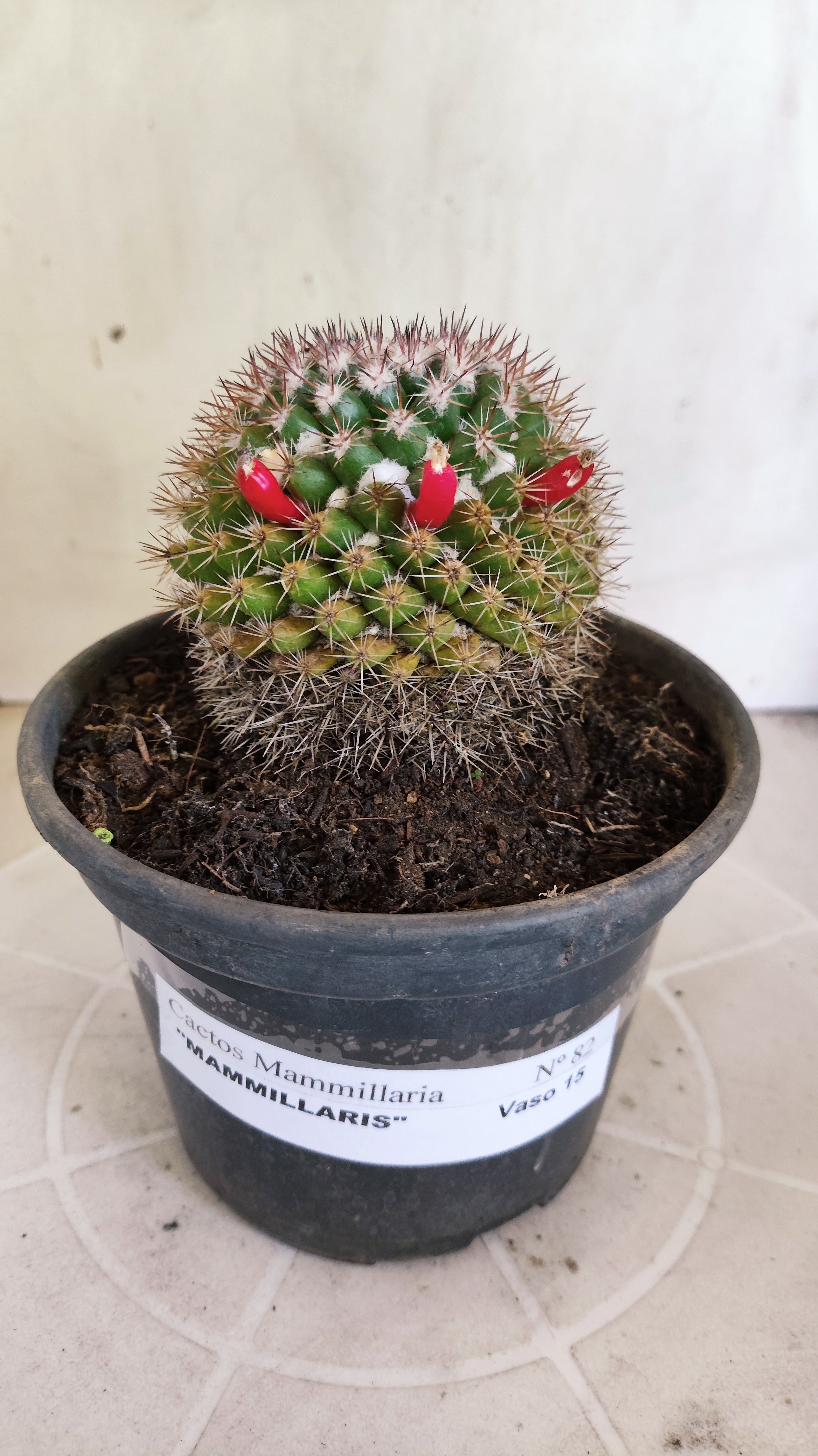 Matriz Cacto Mammillaria "MAMMILLARIS" Nº 82 - vaso 15