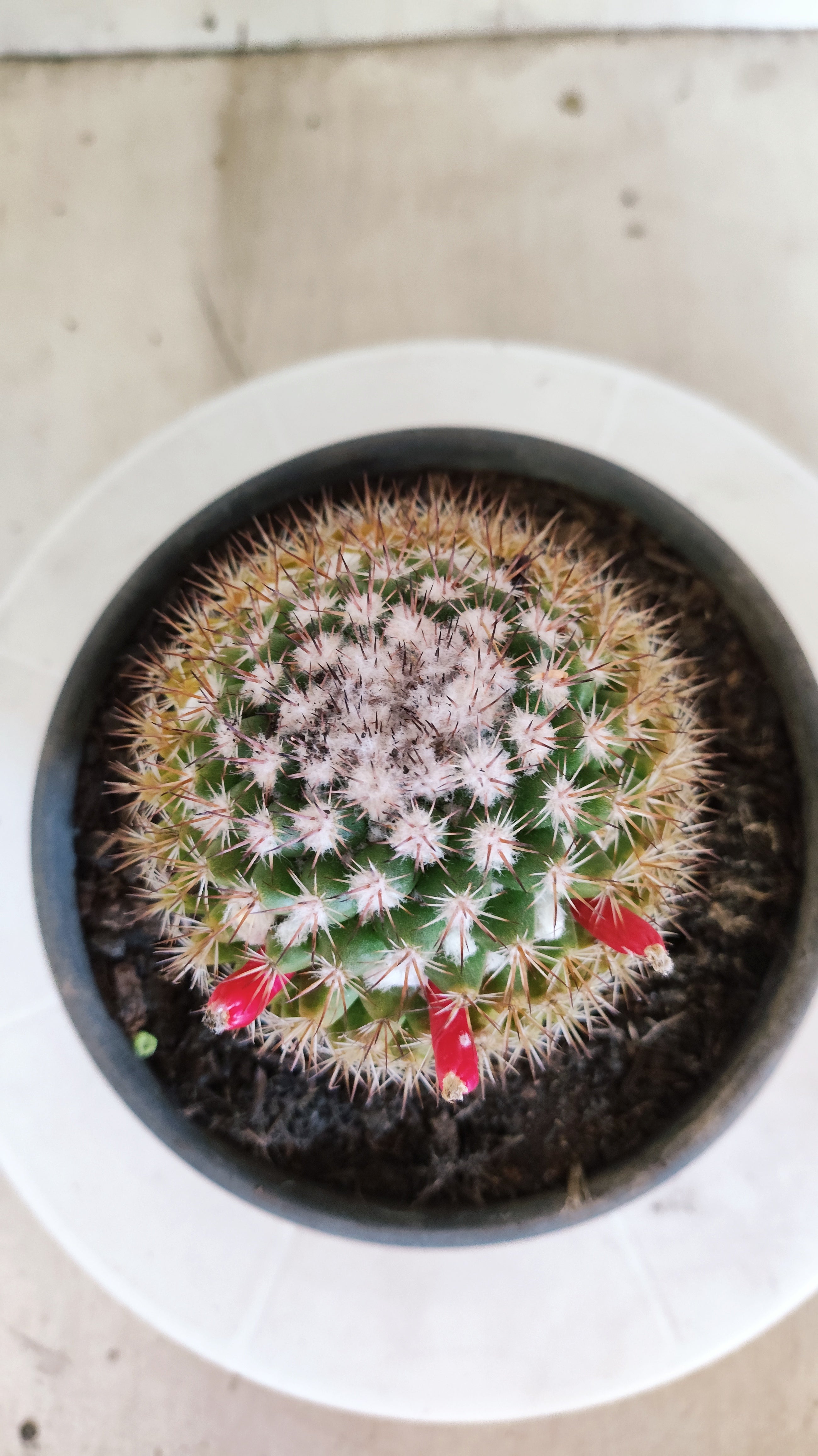 Matriz Cacto Mammillaria "MAMMILLARIS" Nº 82 - vaso 15