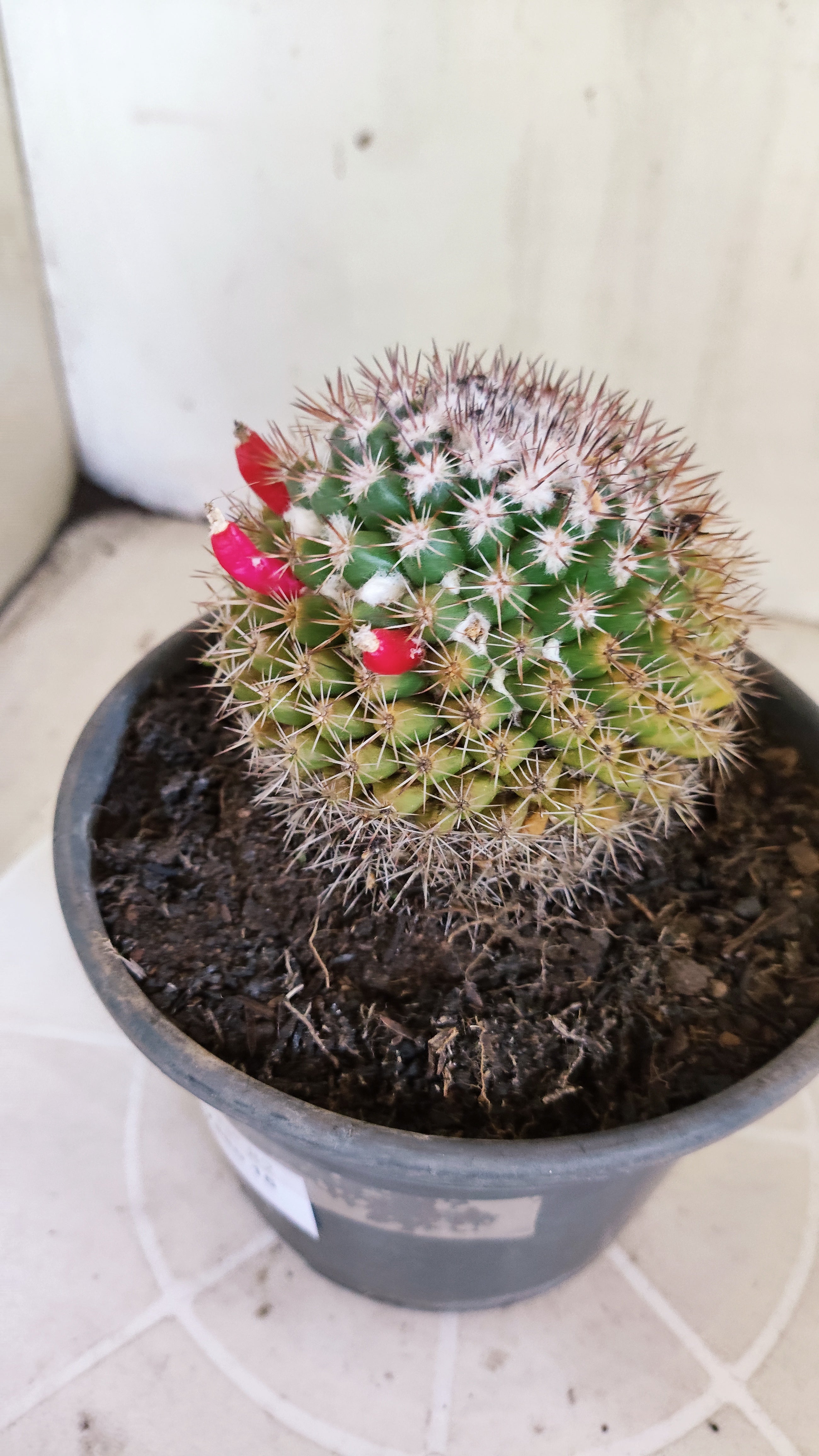 Matriz Cacto Mammillaria "MAMMILLARIS" Nº 82 - vaso 15