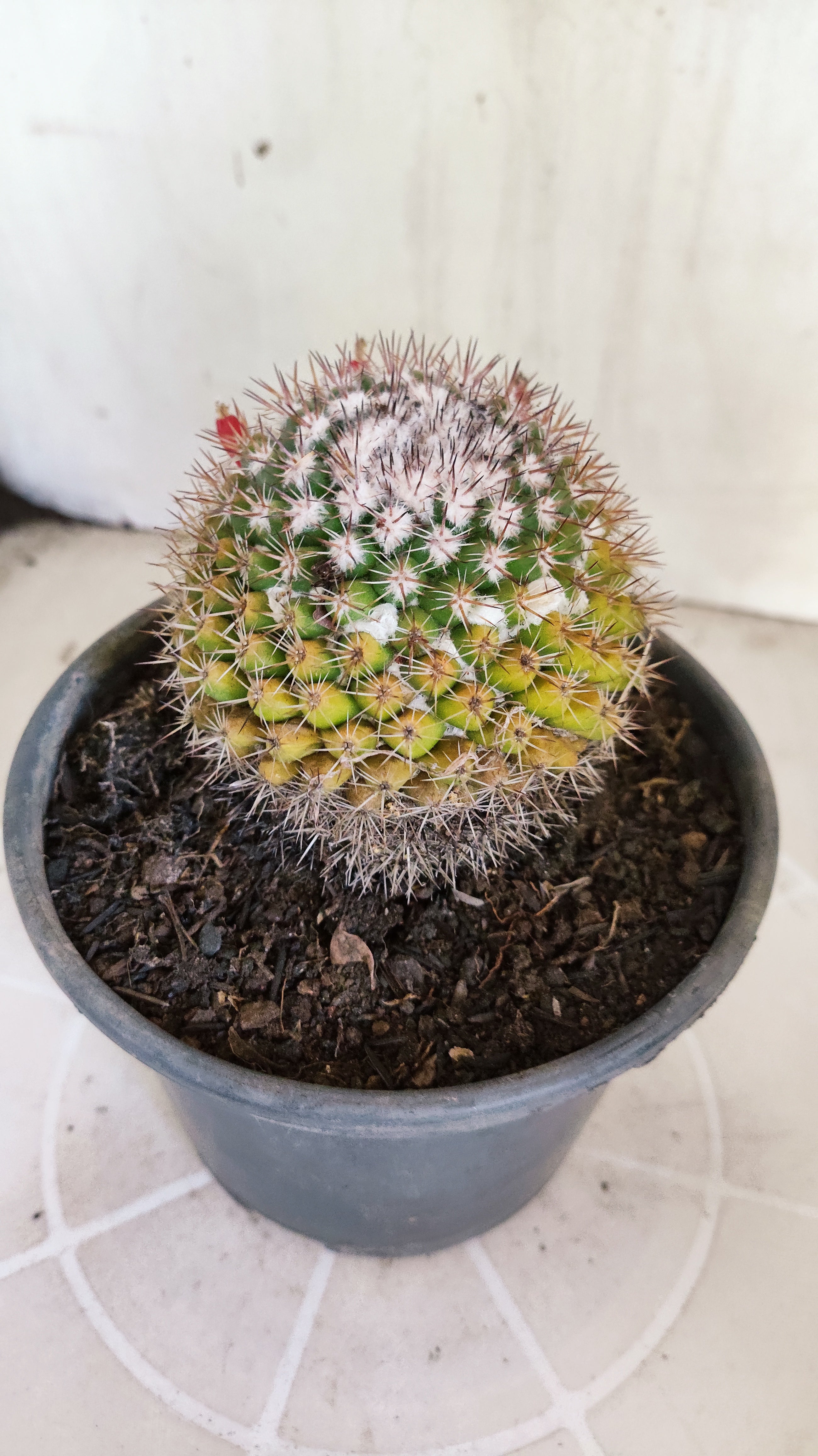 Matriz Cacto Mammillaria "MAMMILLARIS" Nº 82 - vaso 15