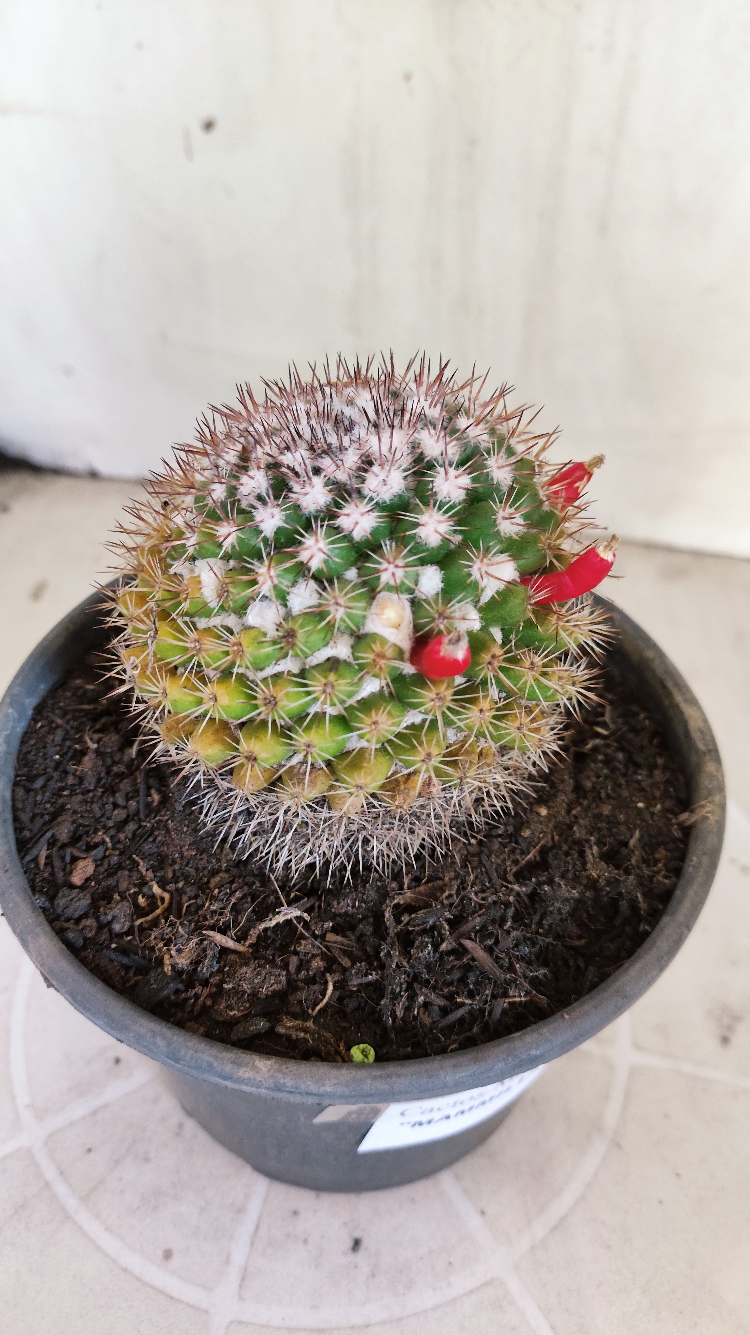 Matriz Cacto Mammillaria "MAMMILLARIS" Nº 82 - vaso 15