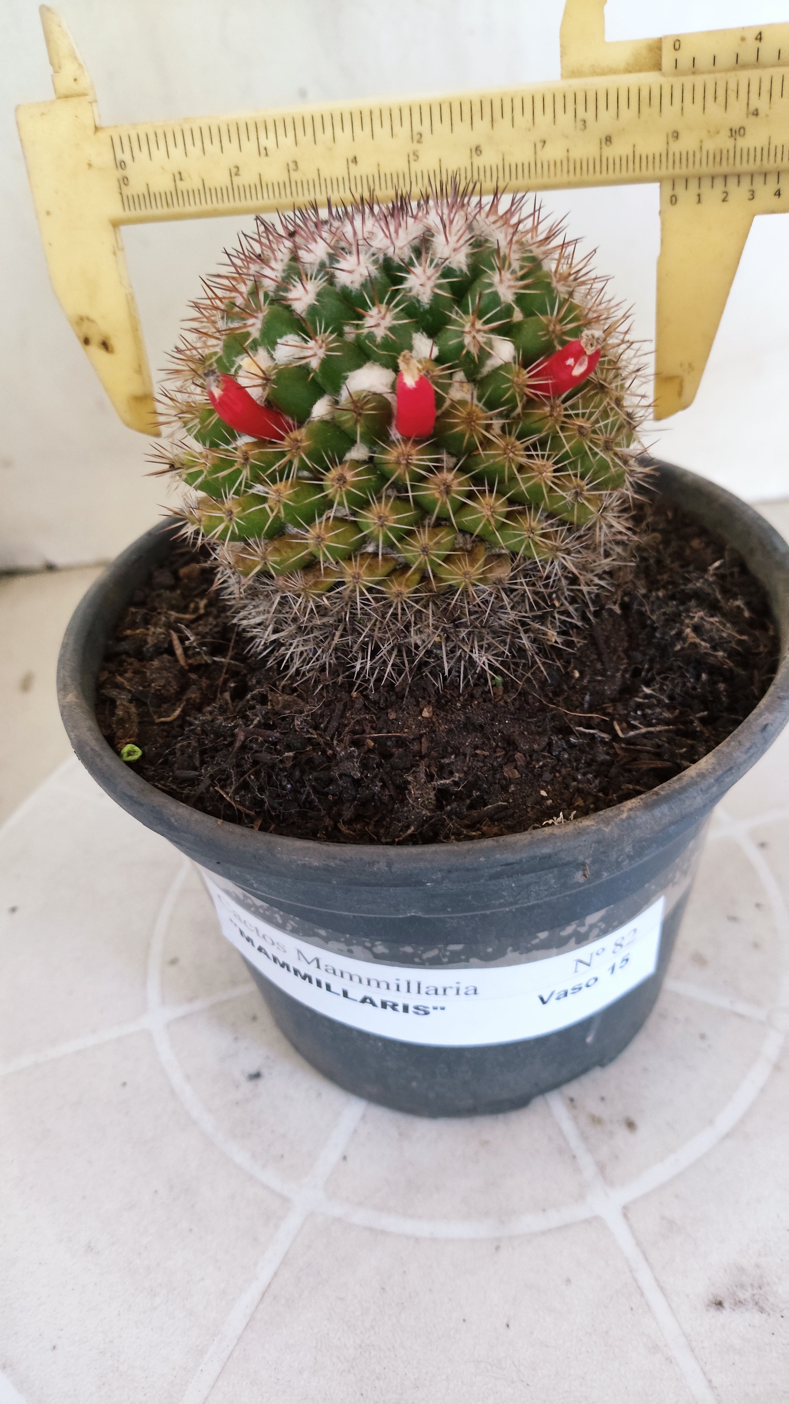 Matriz Cacto Mammillaria "MAMMILLARIS" Nº 82 - vaso 15