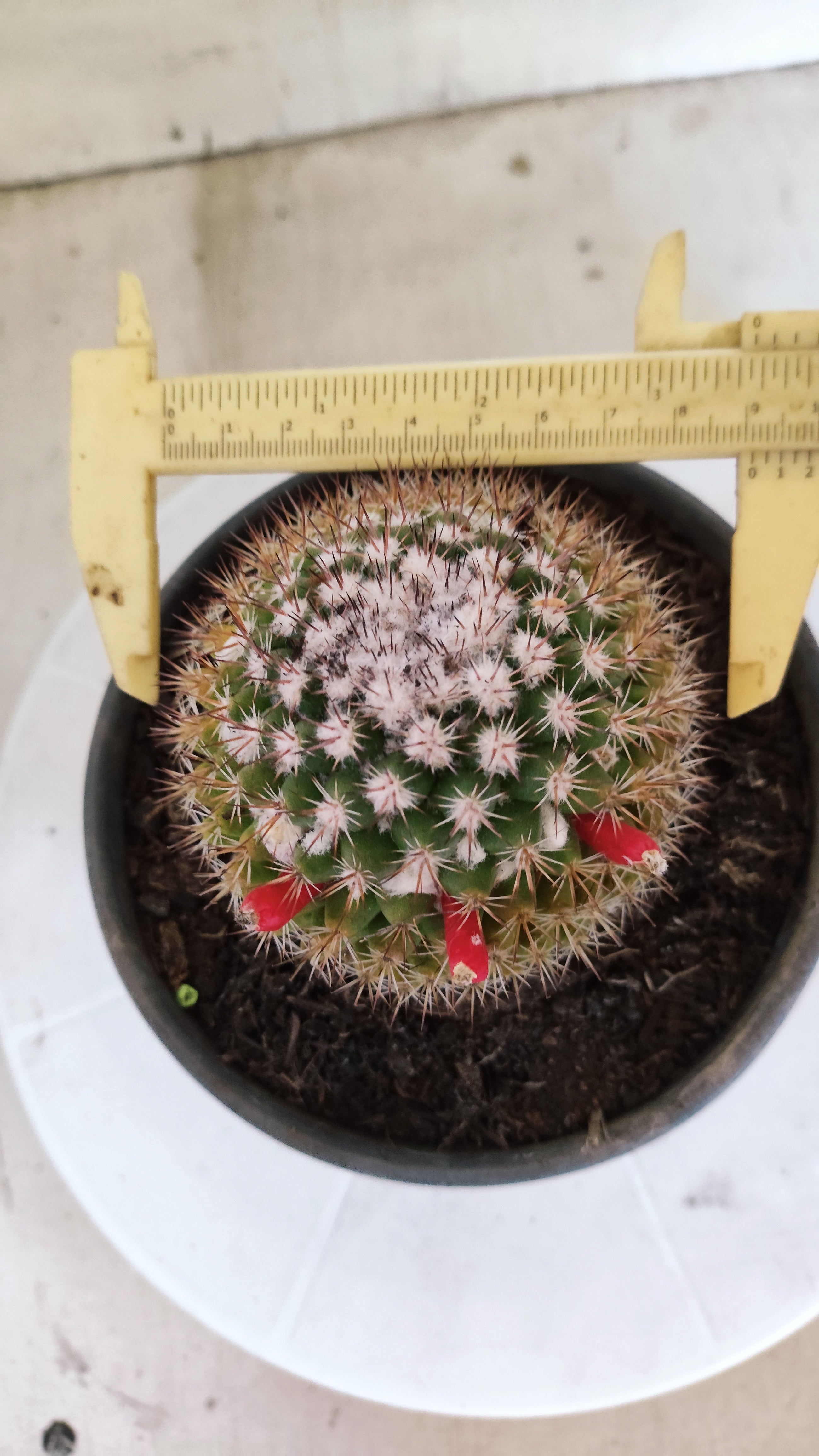 Matriz Cacto Mammillaria "MAMMILLARIS" Nº 82 - vaso 15