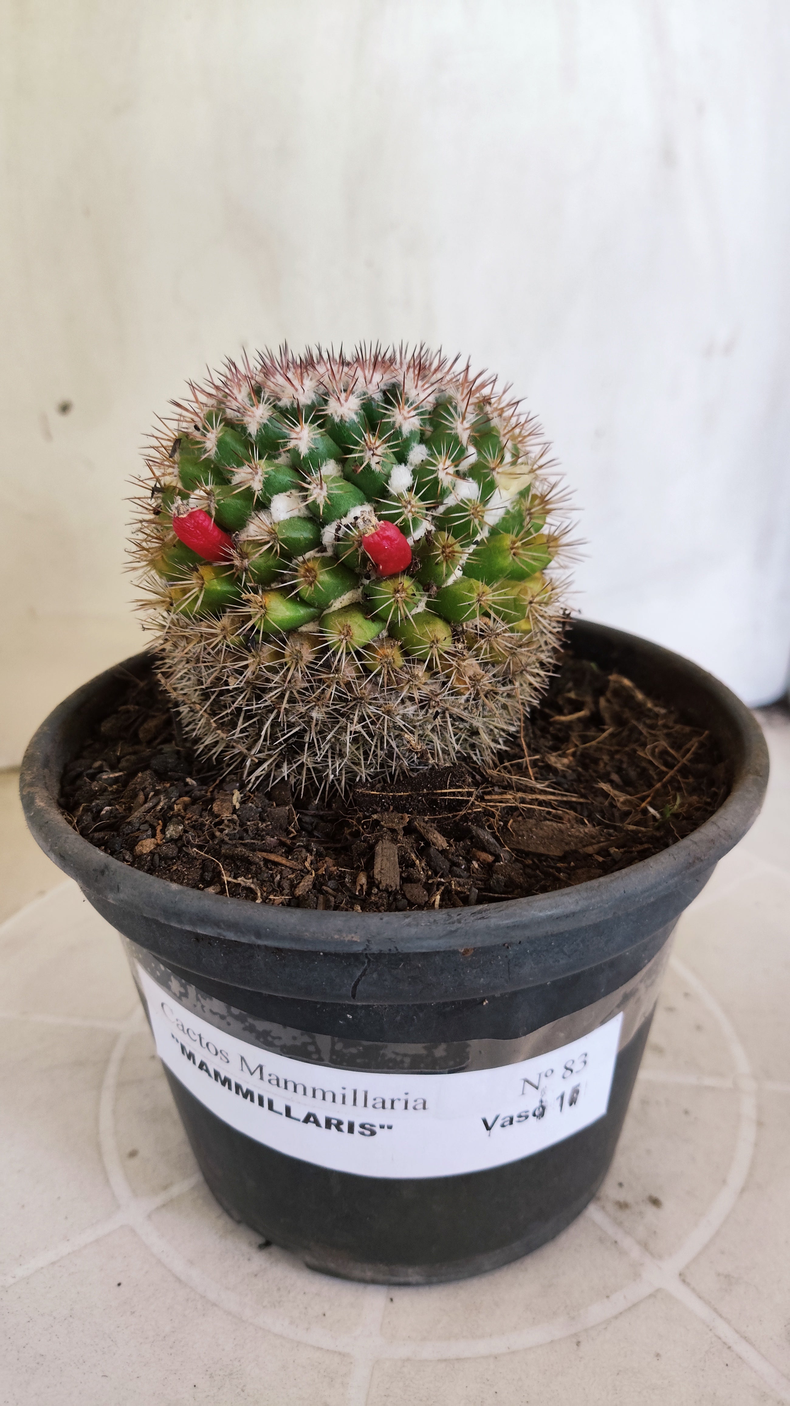Matriz Cacto Mammillaria "MAMMILLARIS" Nº 83 - vaso 15