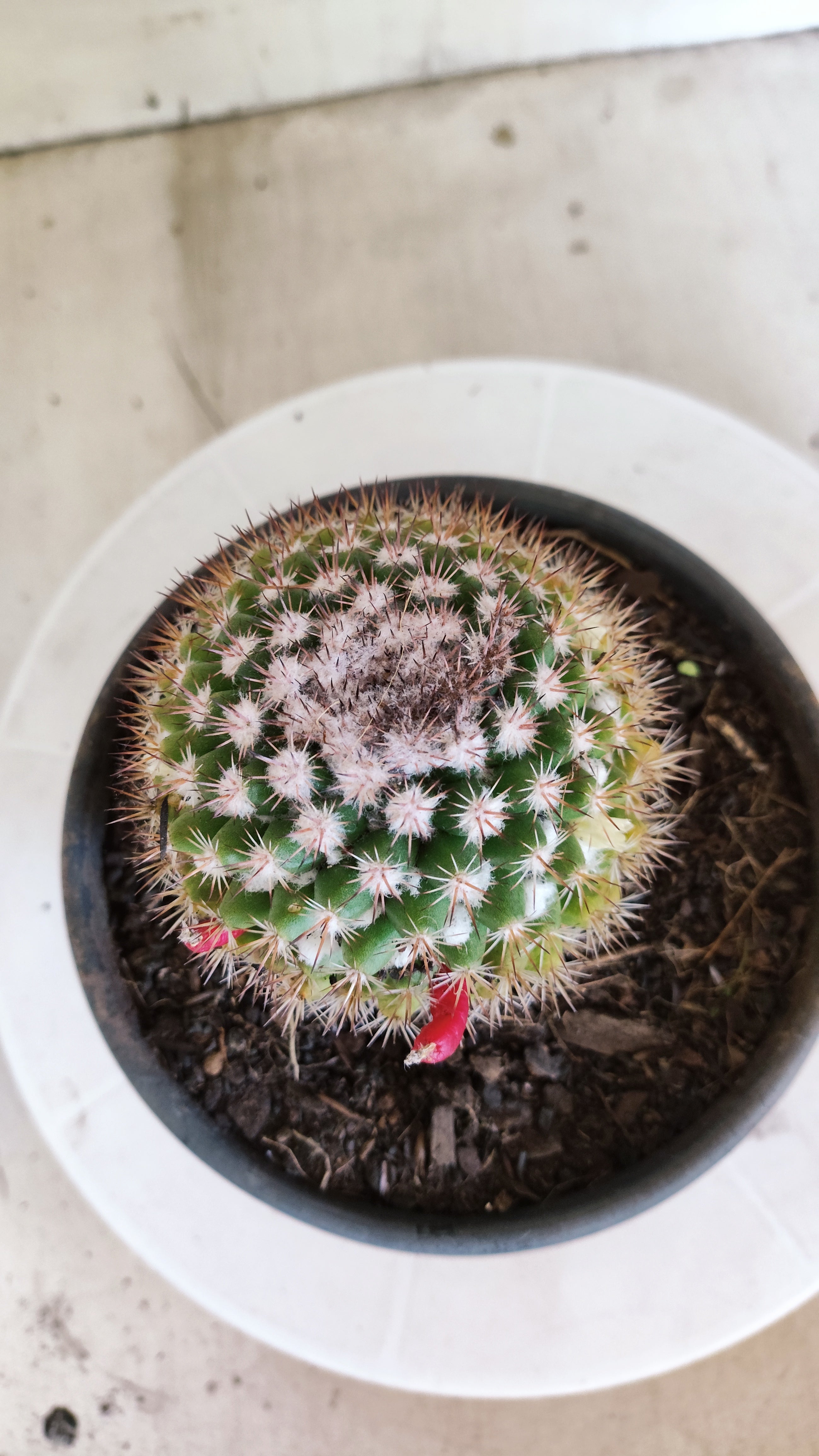 Matriz Cacto Mammillaria "MAMMILLARIS" Nº 83 - vaso 15