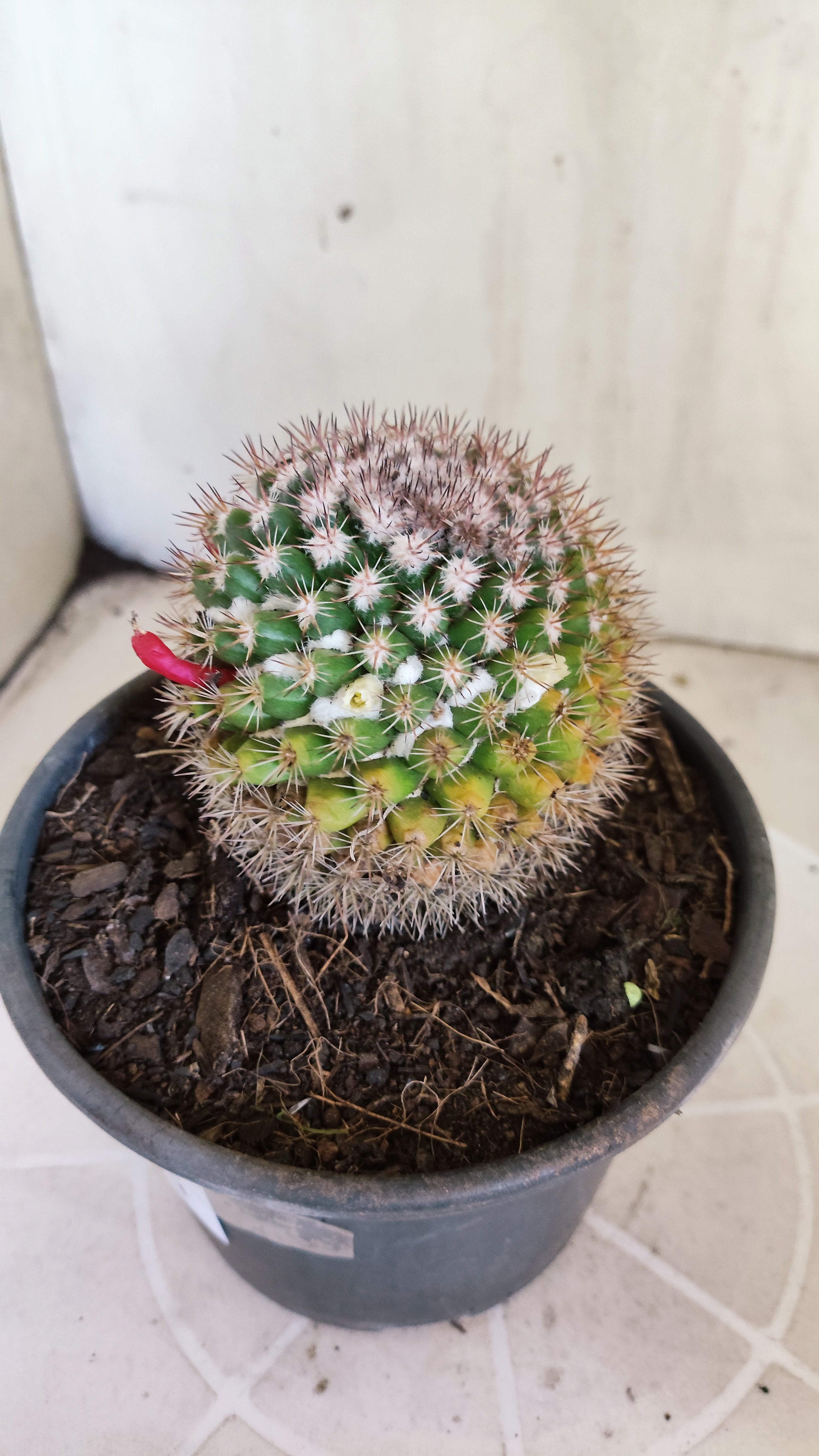 Matriz Cacto Mammillaria "MAMMILLARIS" Nº 83 - vaso 15