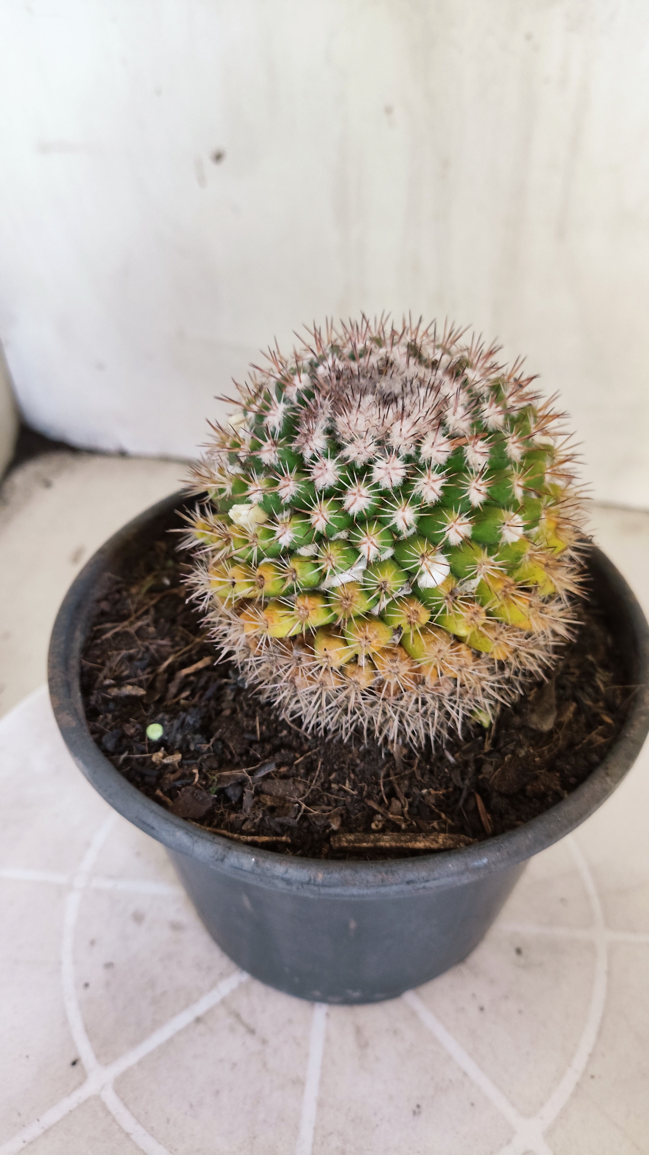 Matriz Cacto Mammillaria "MAMMILLARIS" Nº 83 - vaso 15