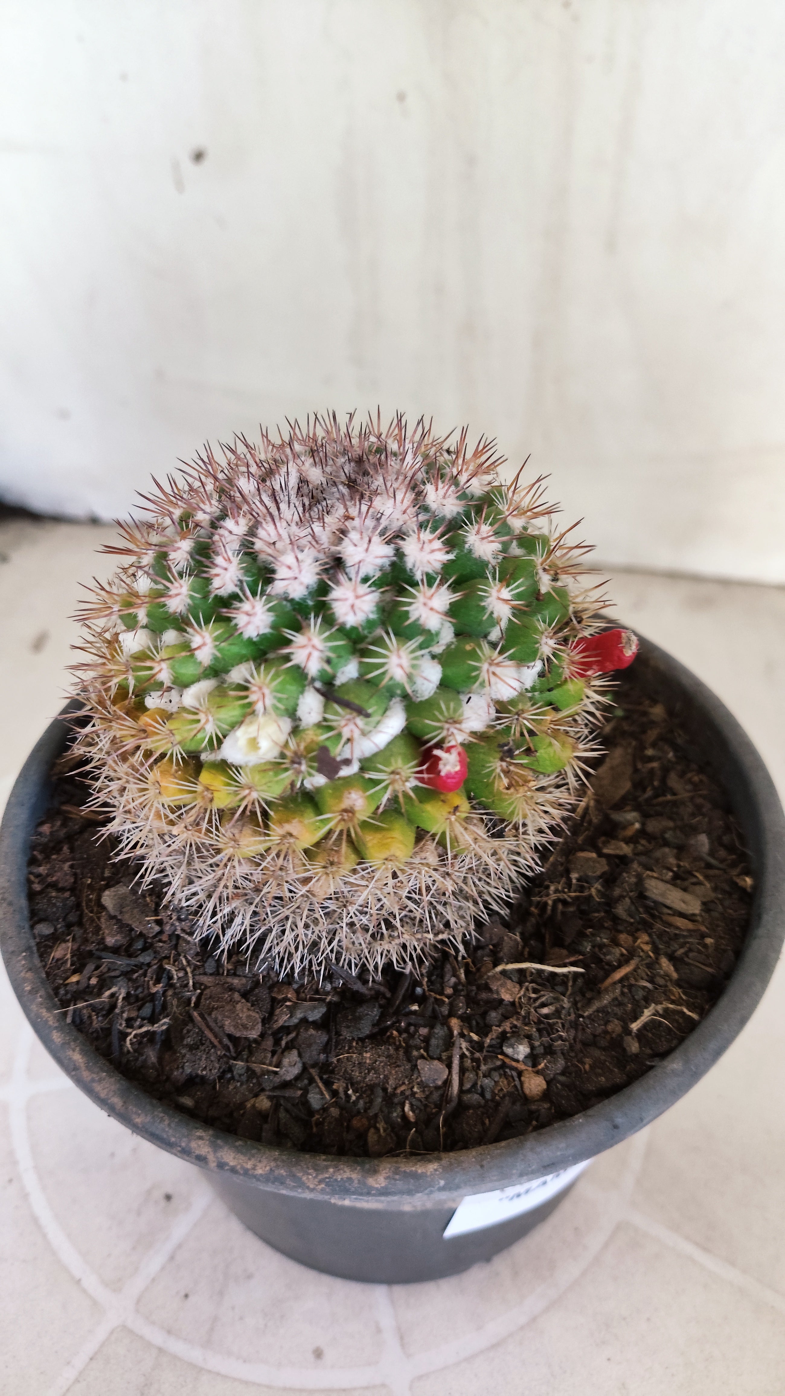 Matriz Cacto Mammillaria "MAMMILLARIS" Nº 83 - vaso 15