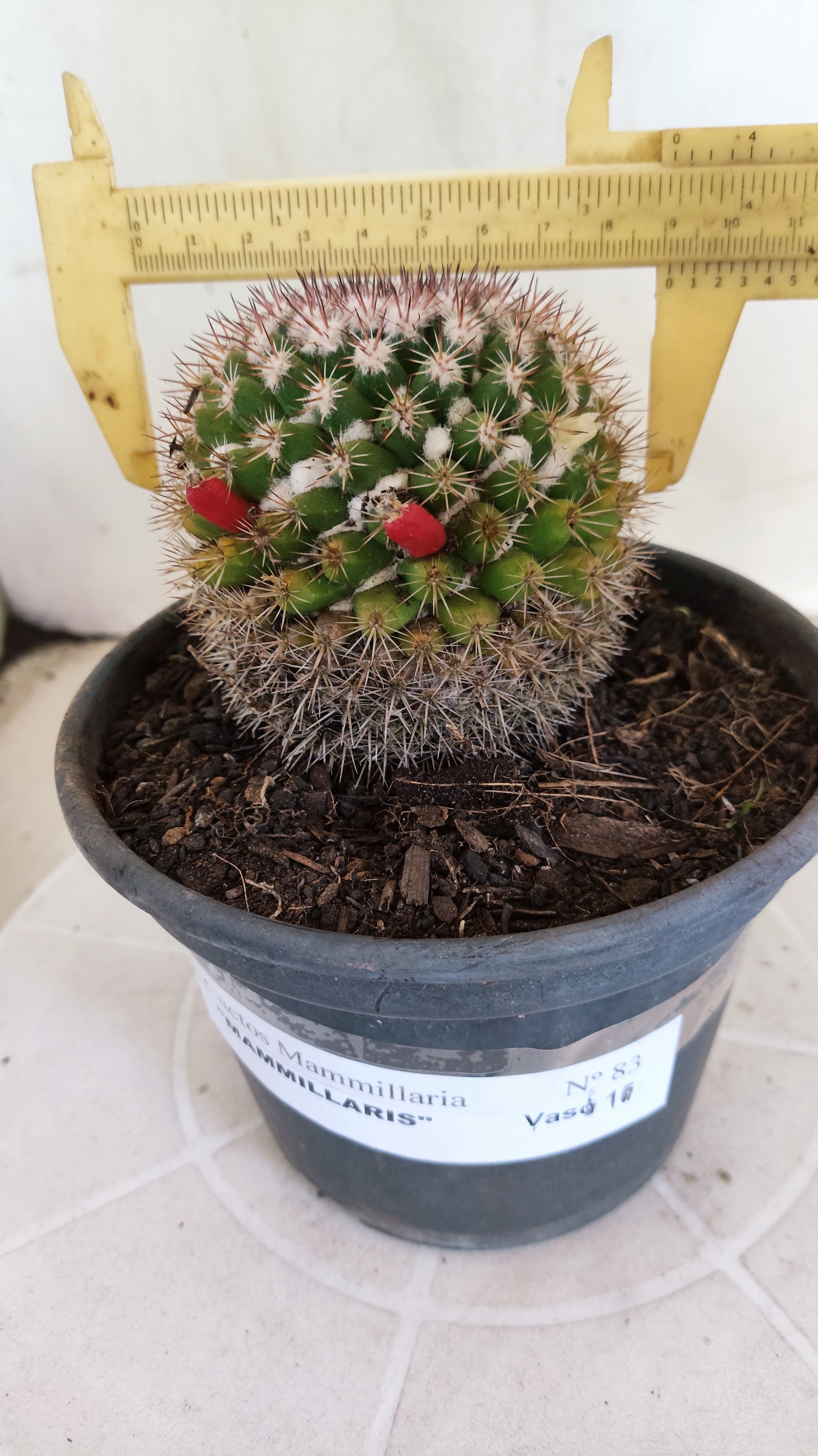 Matriz Cacto Mammillaria "MAMMILLARIS" Nº 83 - vaso 15