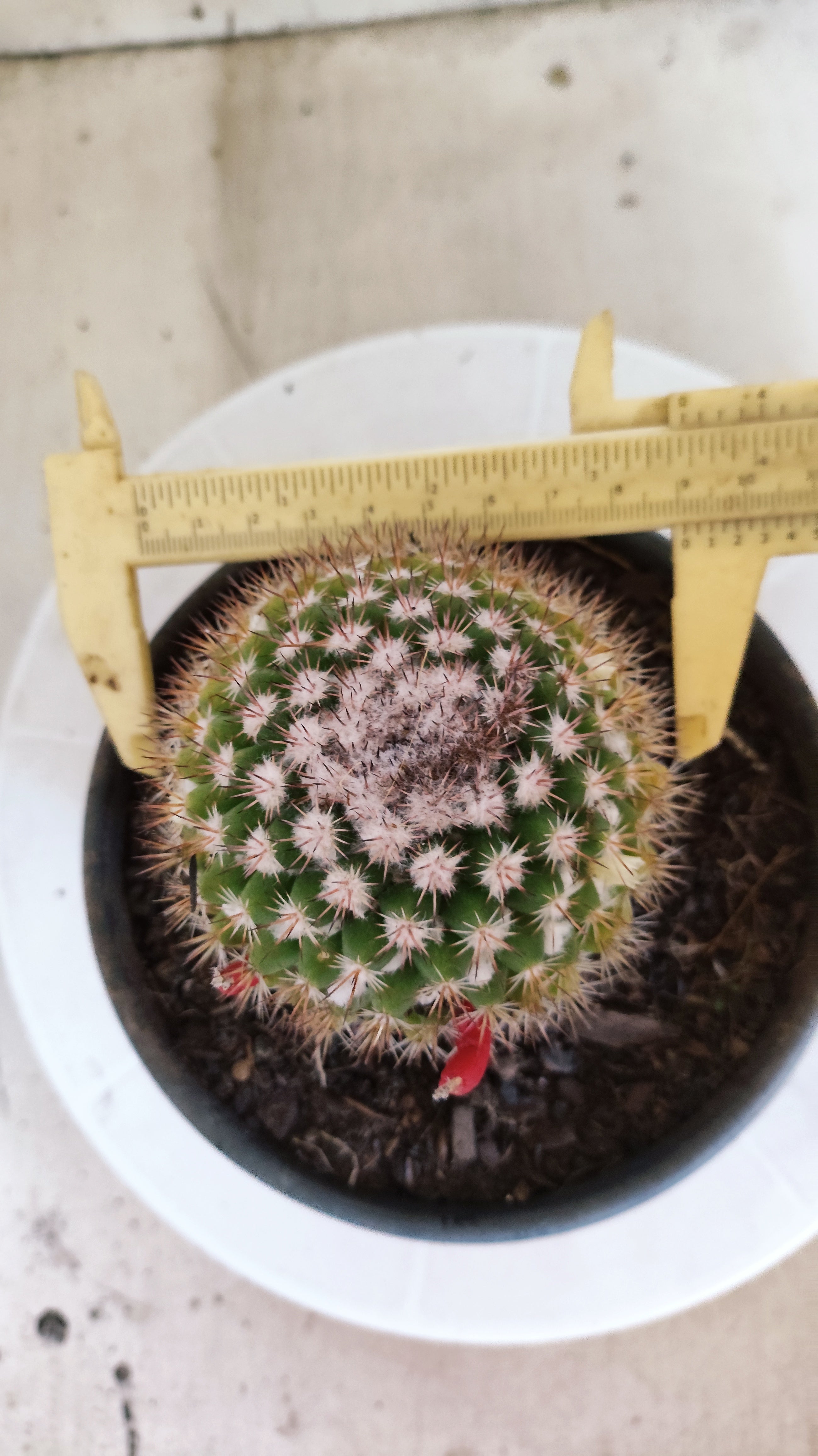 Matriz Cacto Mammillaria "MAMMILLARIS" Nº 83 - vaso 15