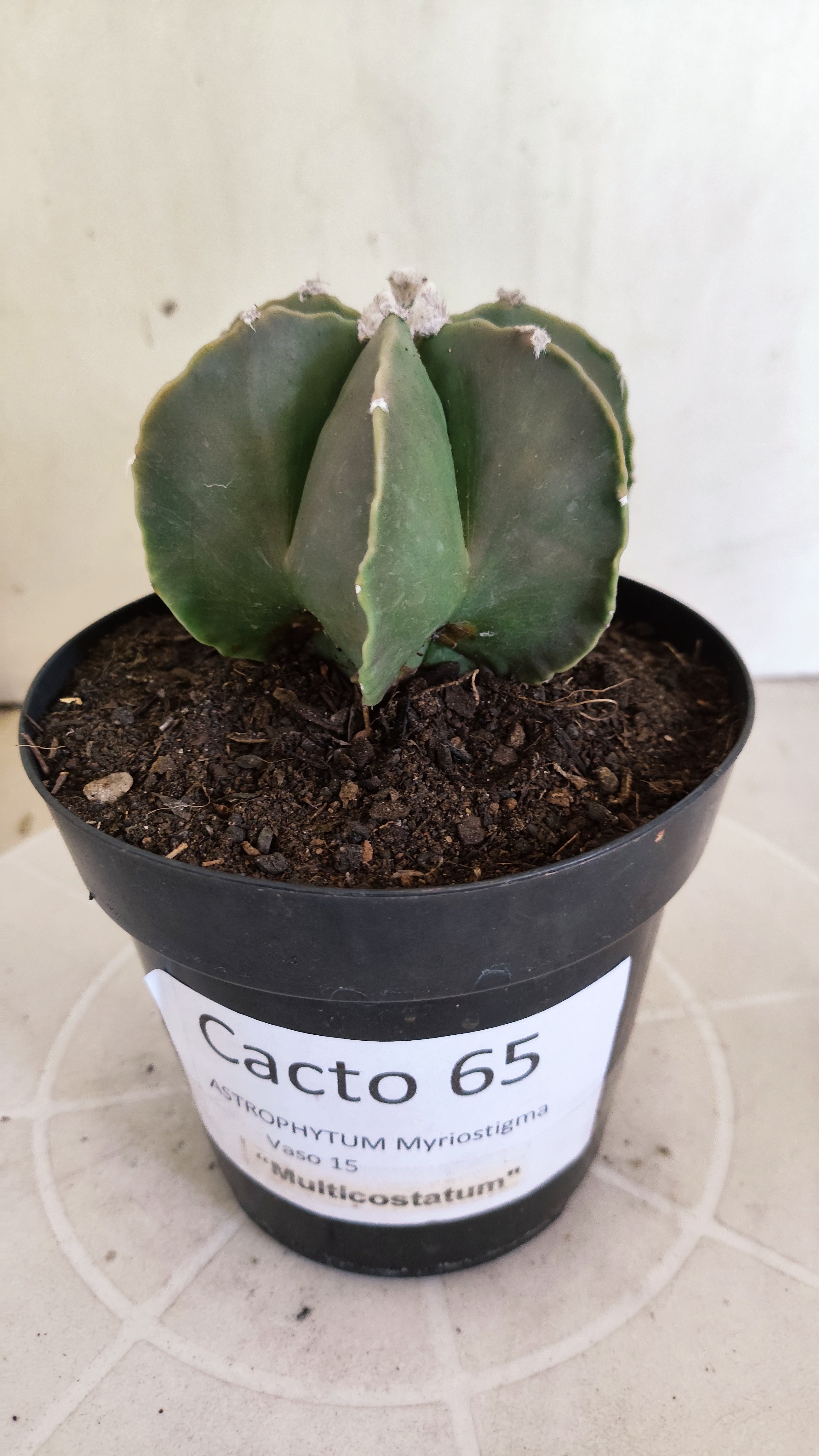 ASTROPHYTUM MYRIOSTIGMA "Multicostatum NUDUM" Nº 65 – vaso 15
