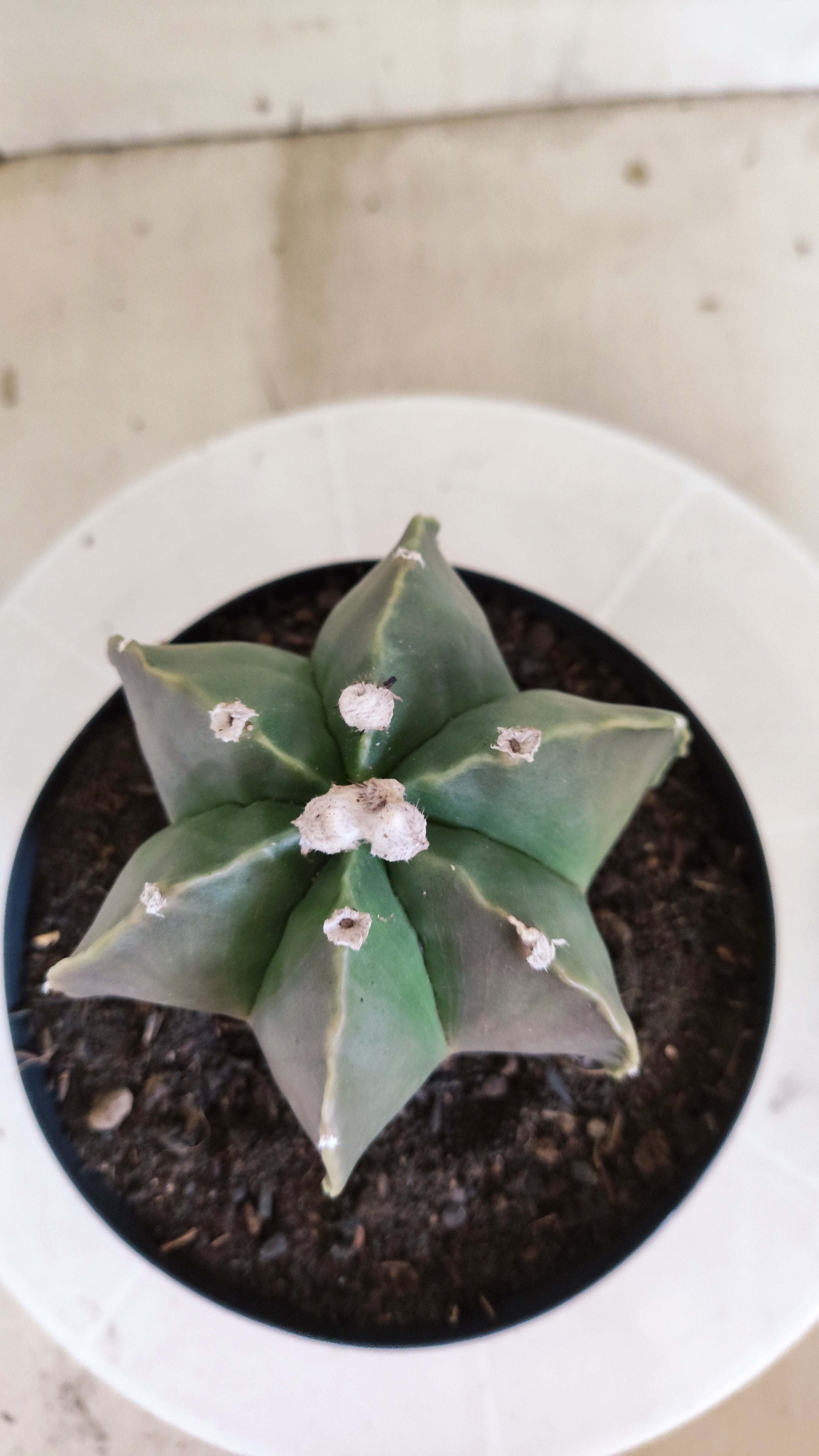 ASTROPHYTUM MYRIOSTIGMA "Multicostatum NUDUM" Nº 65 – vaso 15