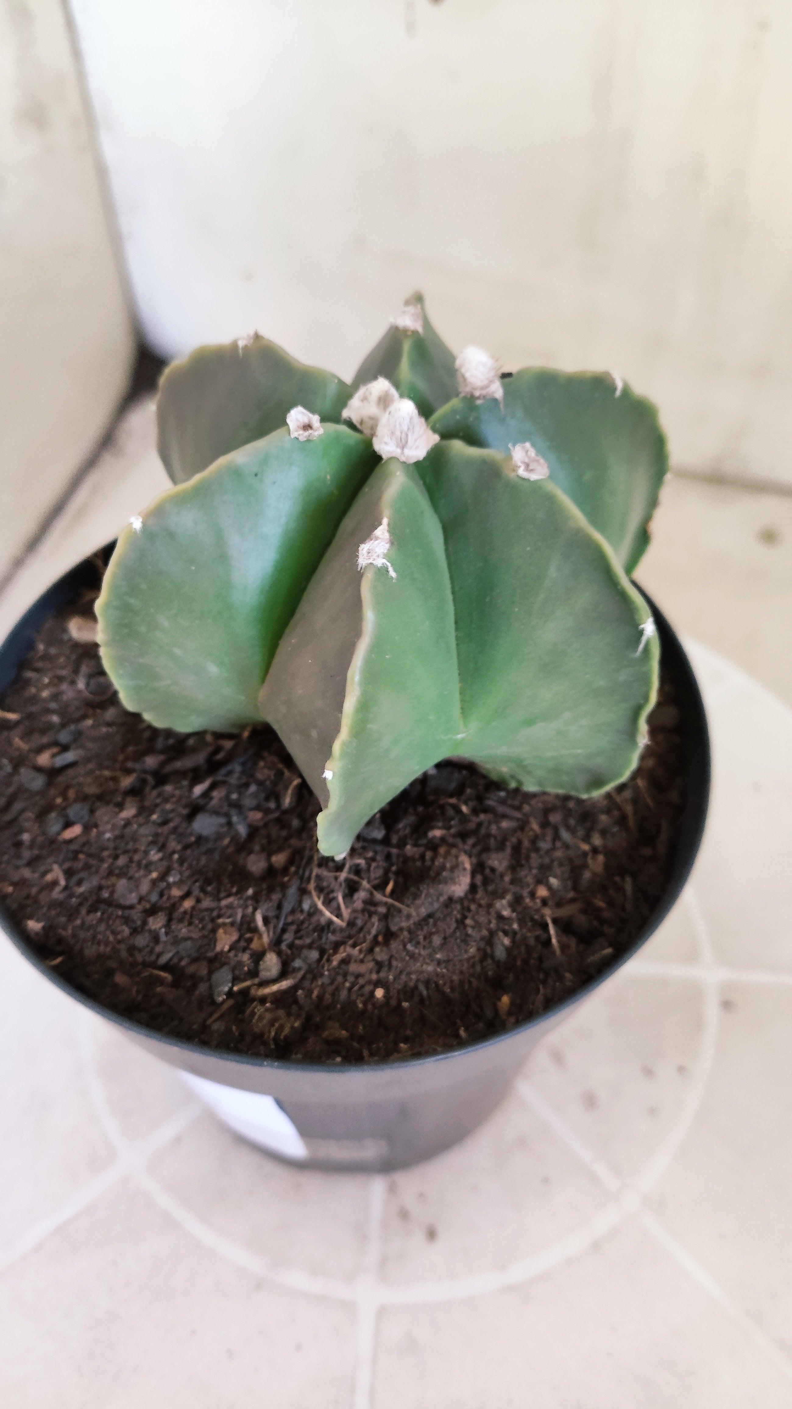 ASTROPHYTUM MYRIOSTIGMA "Multicostatum NUDUM" Nº 65 – vaso 15