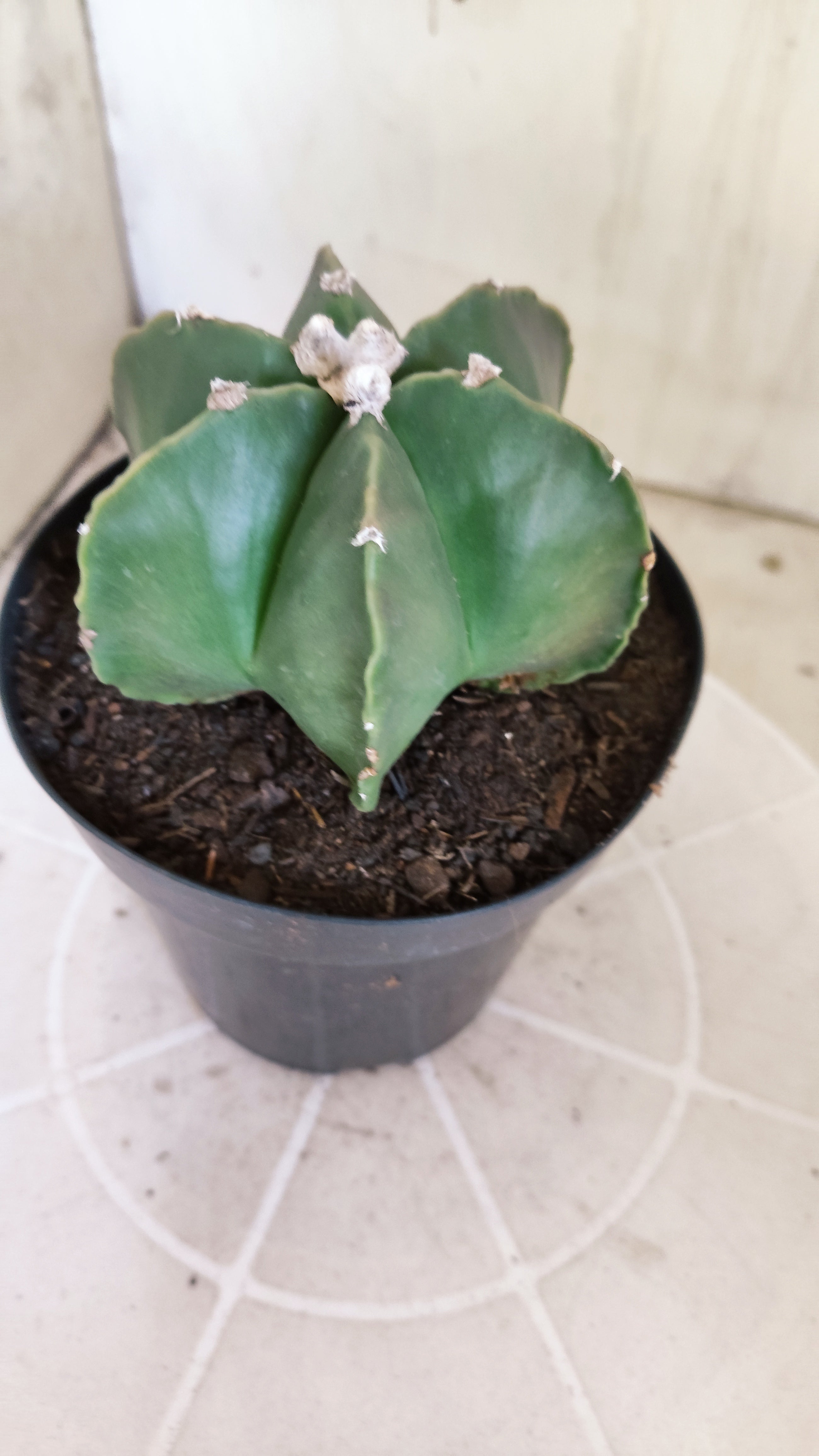 ASTROPHYTUM MYRIOSTIGMA "Multicostatum NUDUM" Nº 65 – vaso 15