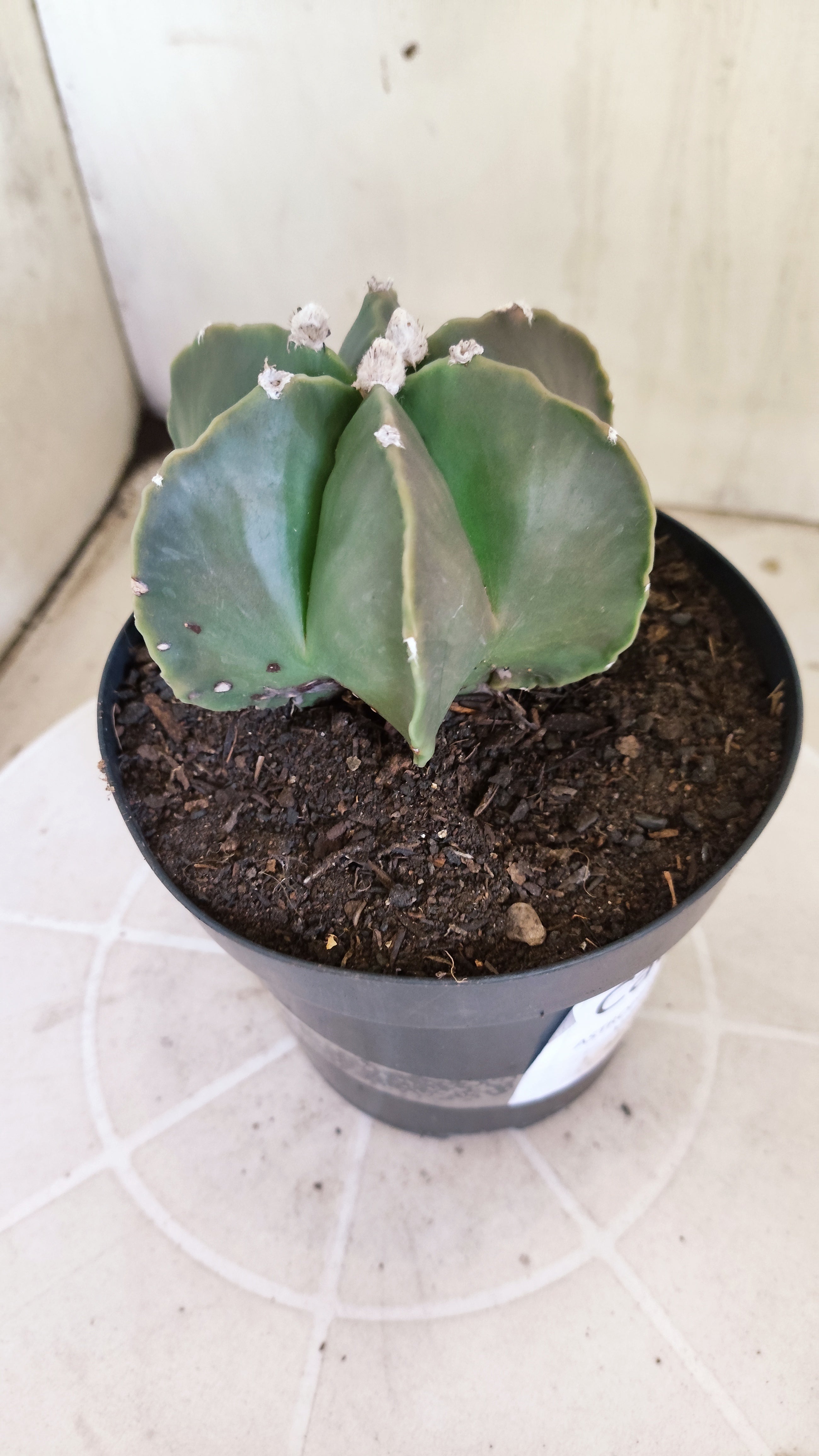 ASTROPHYTUM MYRIOSTIGMA "Multicostatum NUDUM" Nº 65 – vaso 15