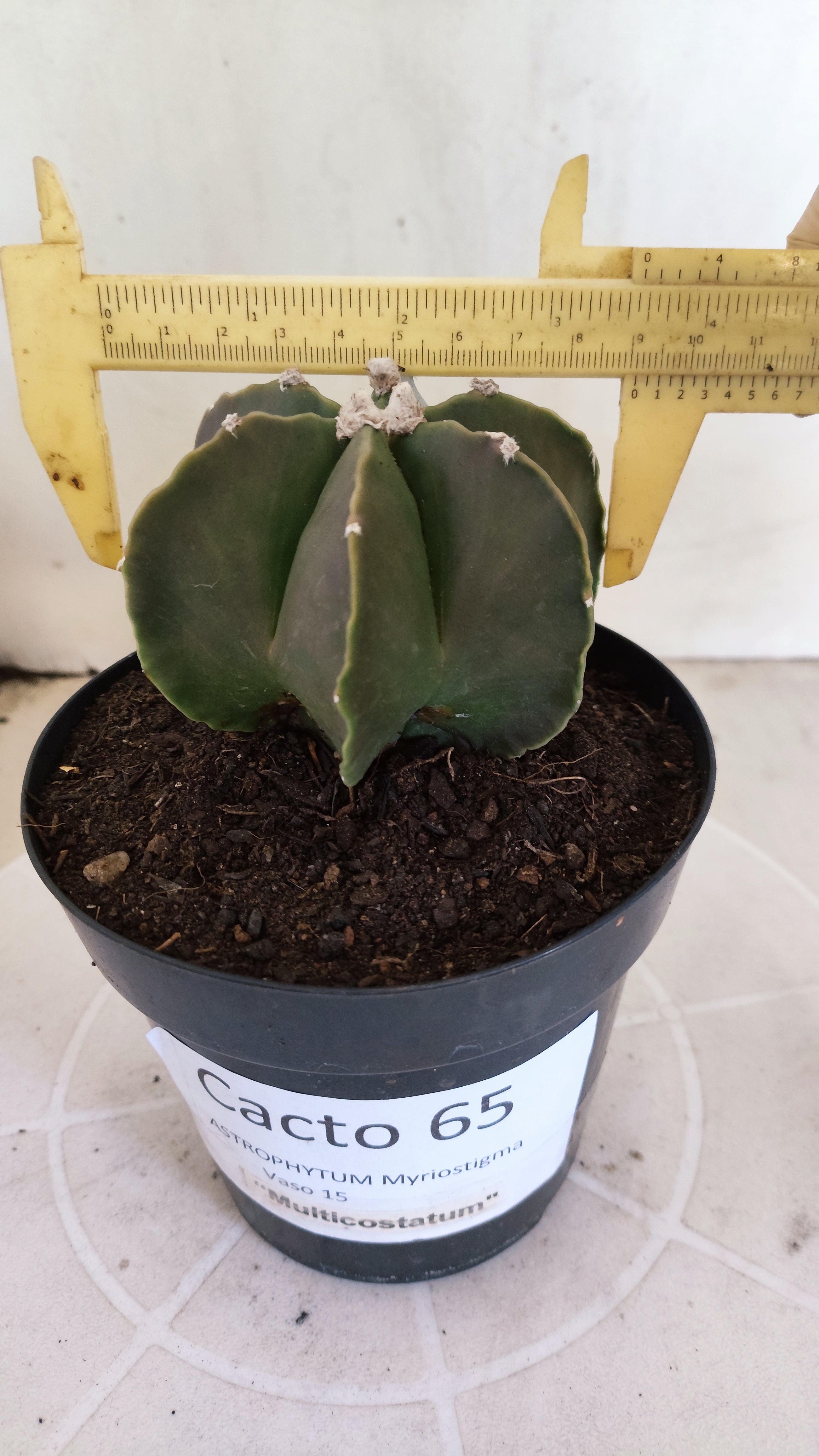 ASTROPHYTUM MYRIOSTIGMA "Multicostatum NUDUM" Nº 65 – vaso 15