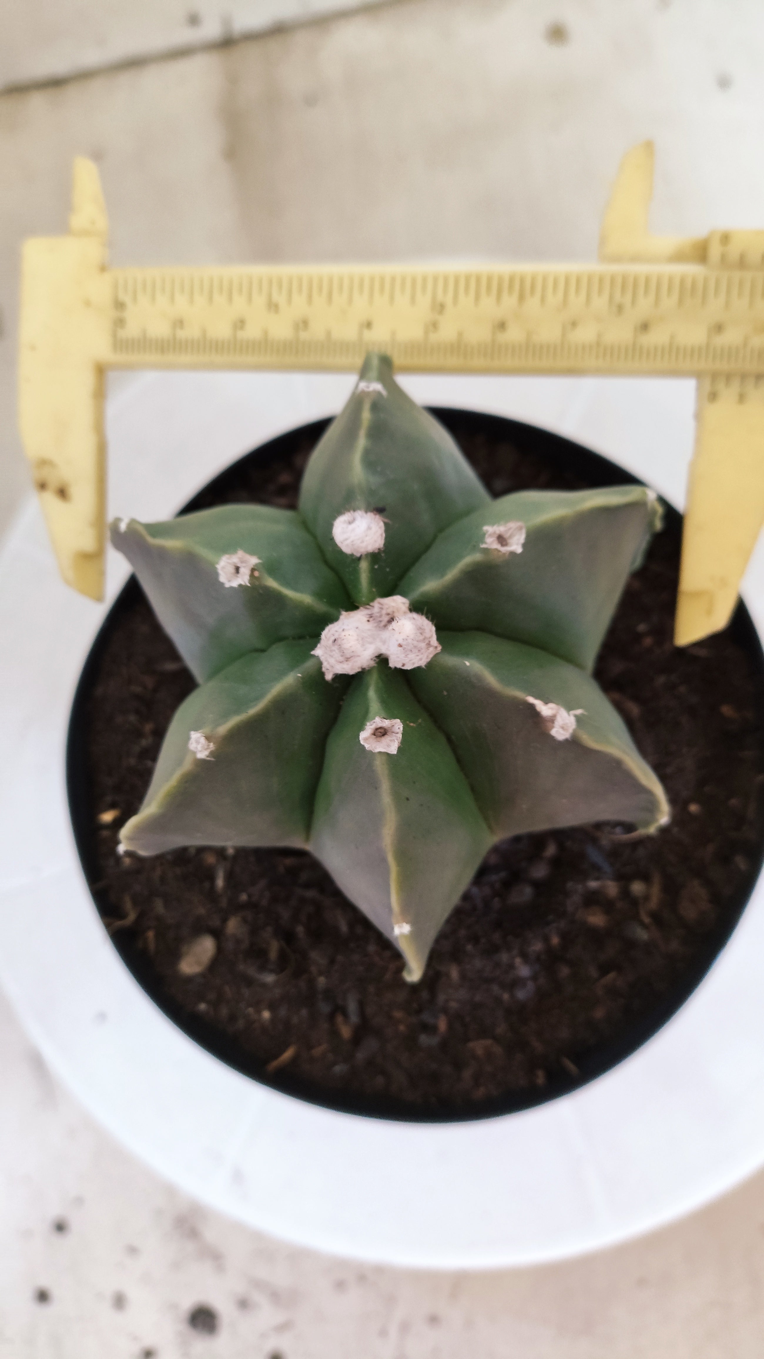 ASTROPHYTUM MYRIOSTIGMA "Multicostatum NUDUM" Nº 65 – vaso 15