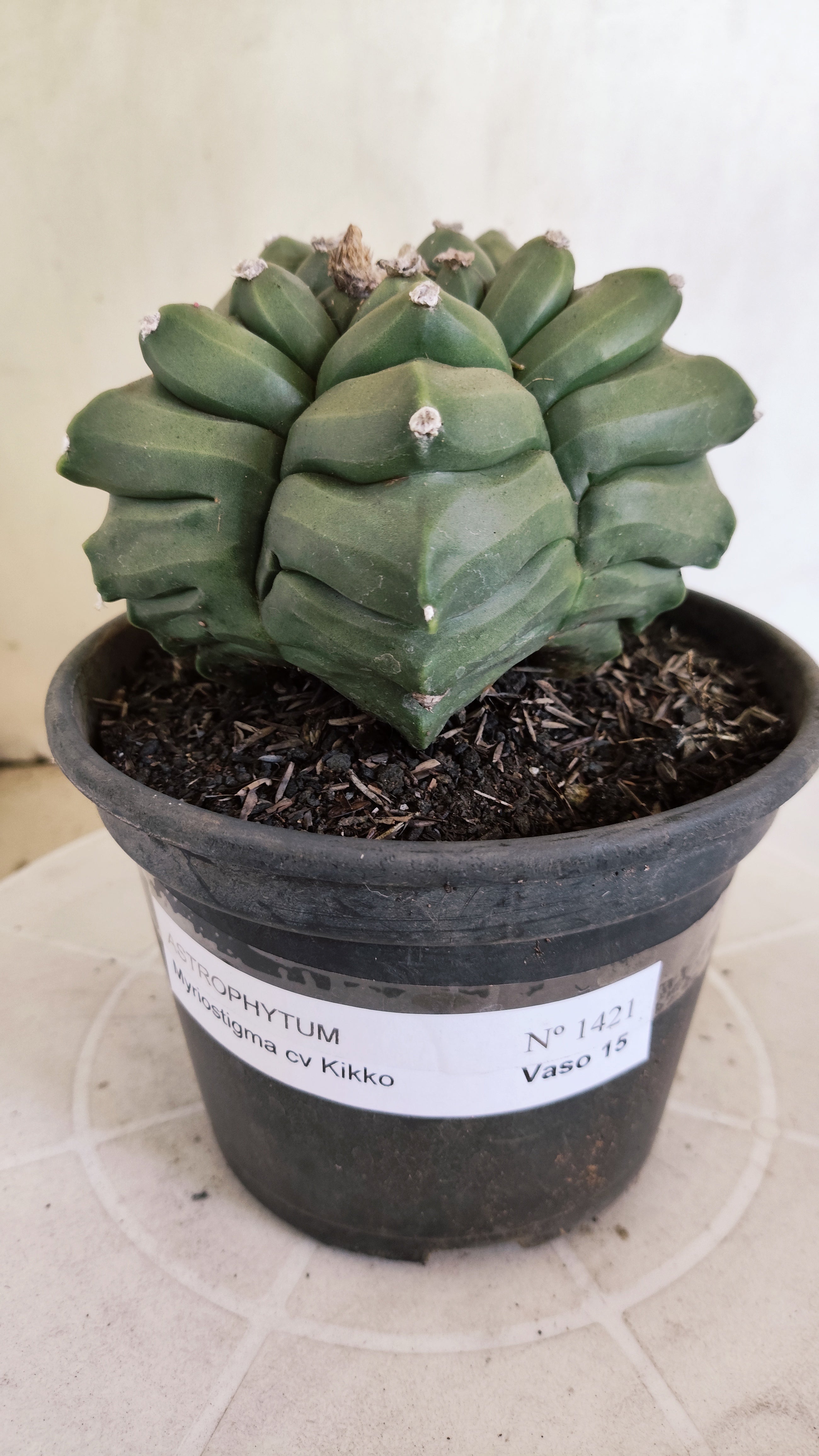MATRIZ ASTROPHYTUM cv KIKKO  Nº 1421  – vaso 15