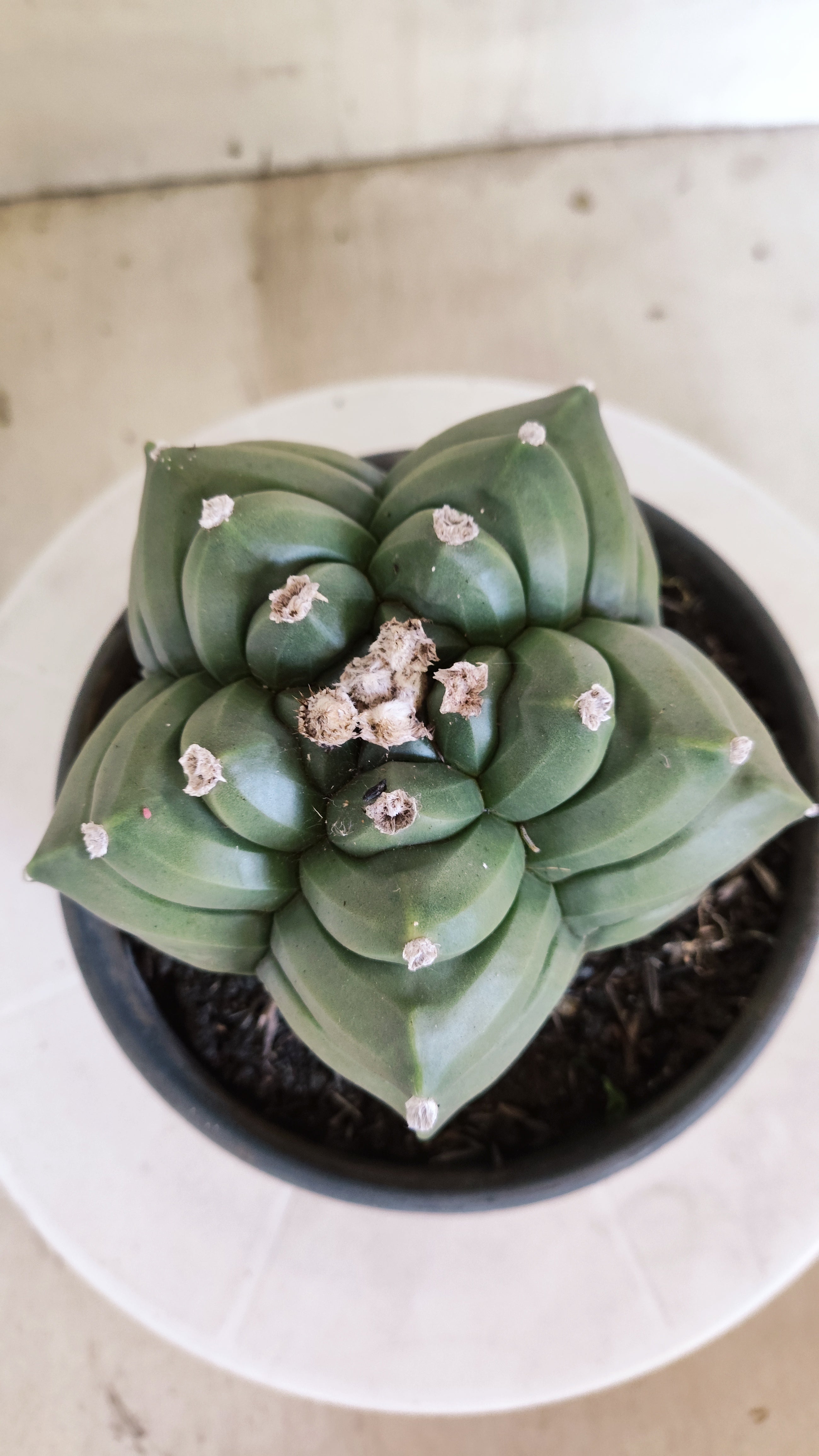 MATRIZ ASTROPHYTUM cv KIKKO  Nº 1421  – vaso 15