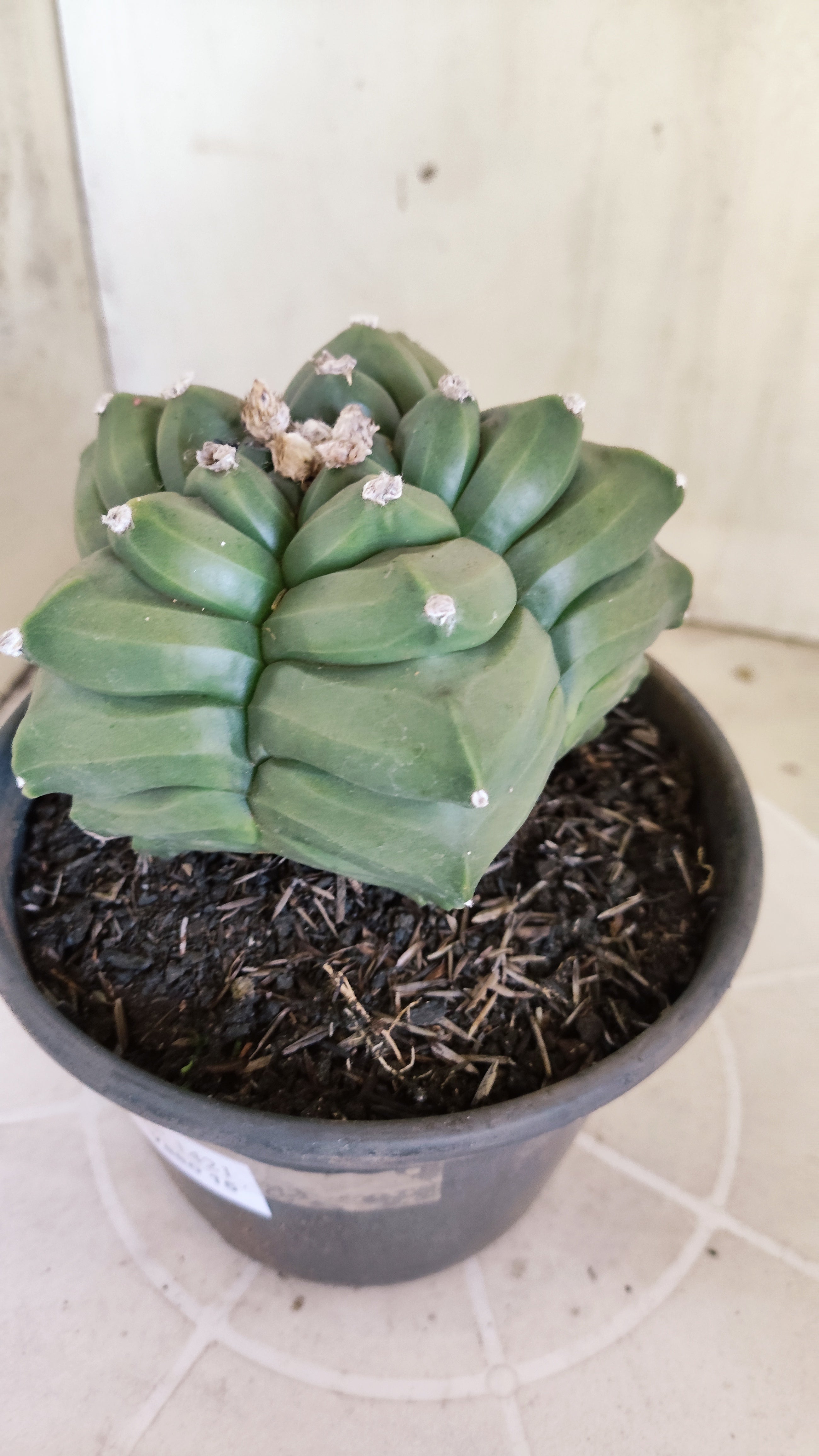 MATRIZ ASTROPHYTUM cv KIKKO  Nº 1421  – vaso 15