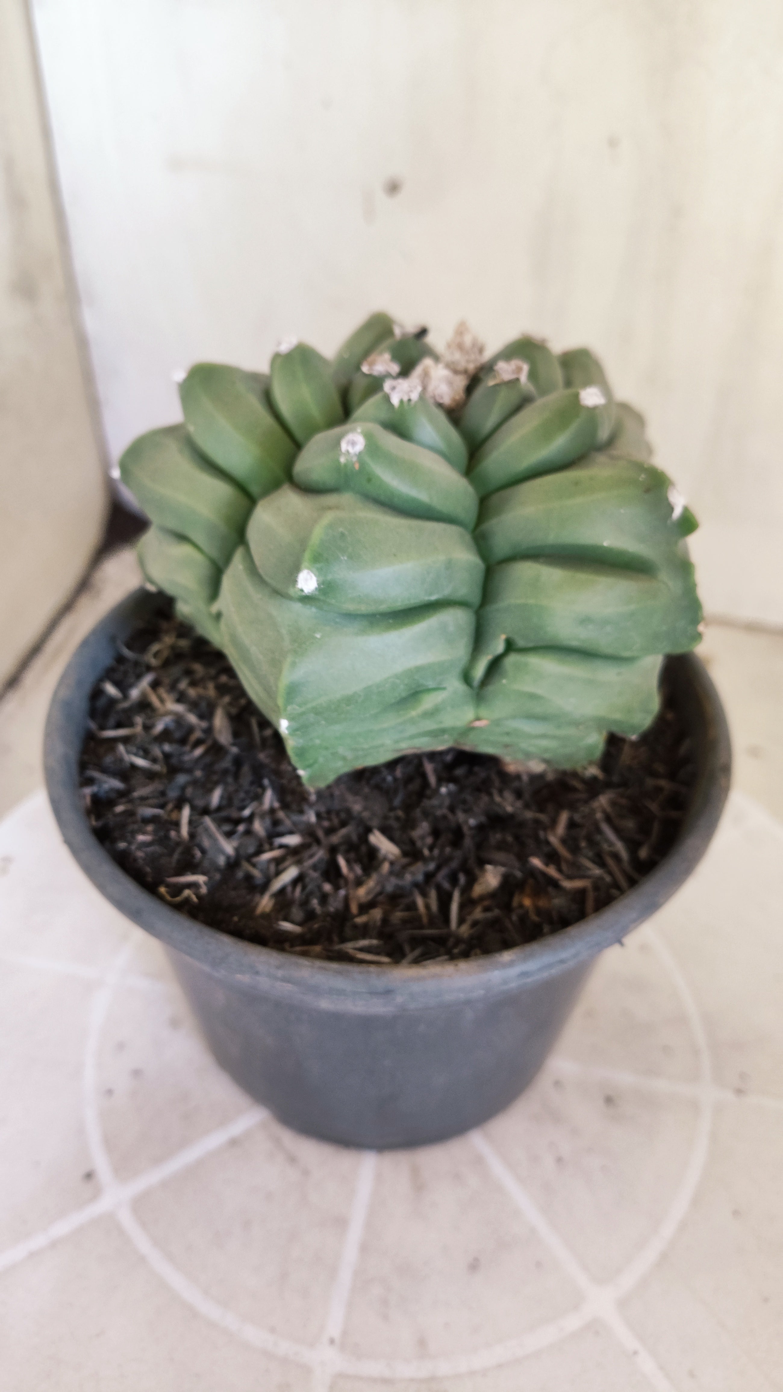 MATRIZ ASTROPHYTUM cv KIKKO  Nº 1421  – vaso 15