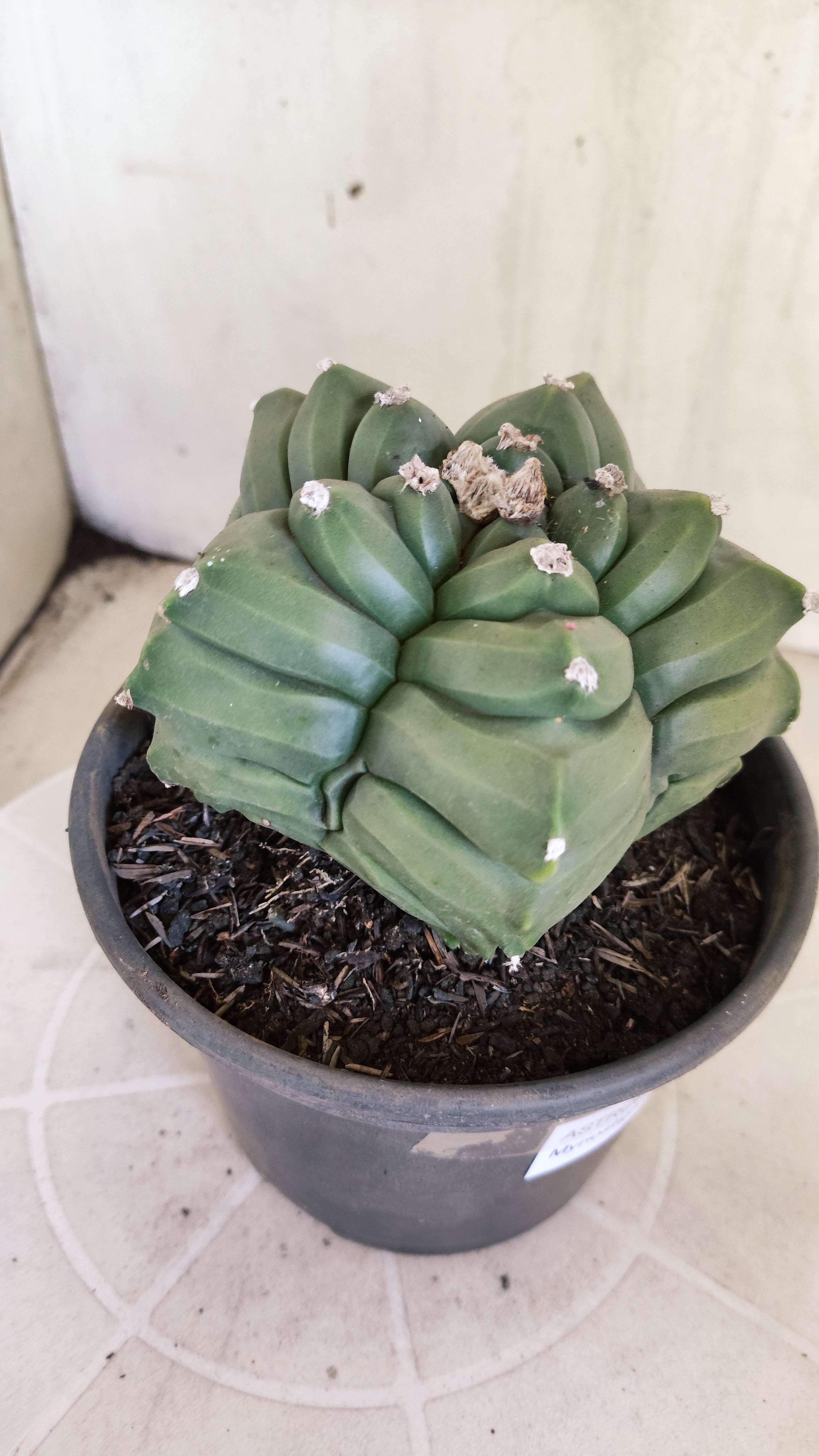 MATRIZ ASTROPHYTUM cv KIKKO  Nº 1421  – vaso 15