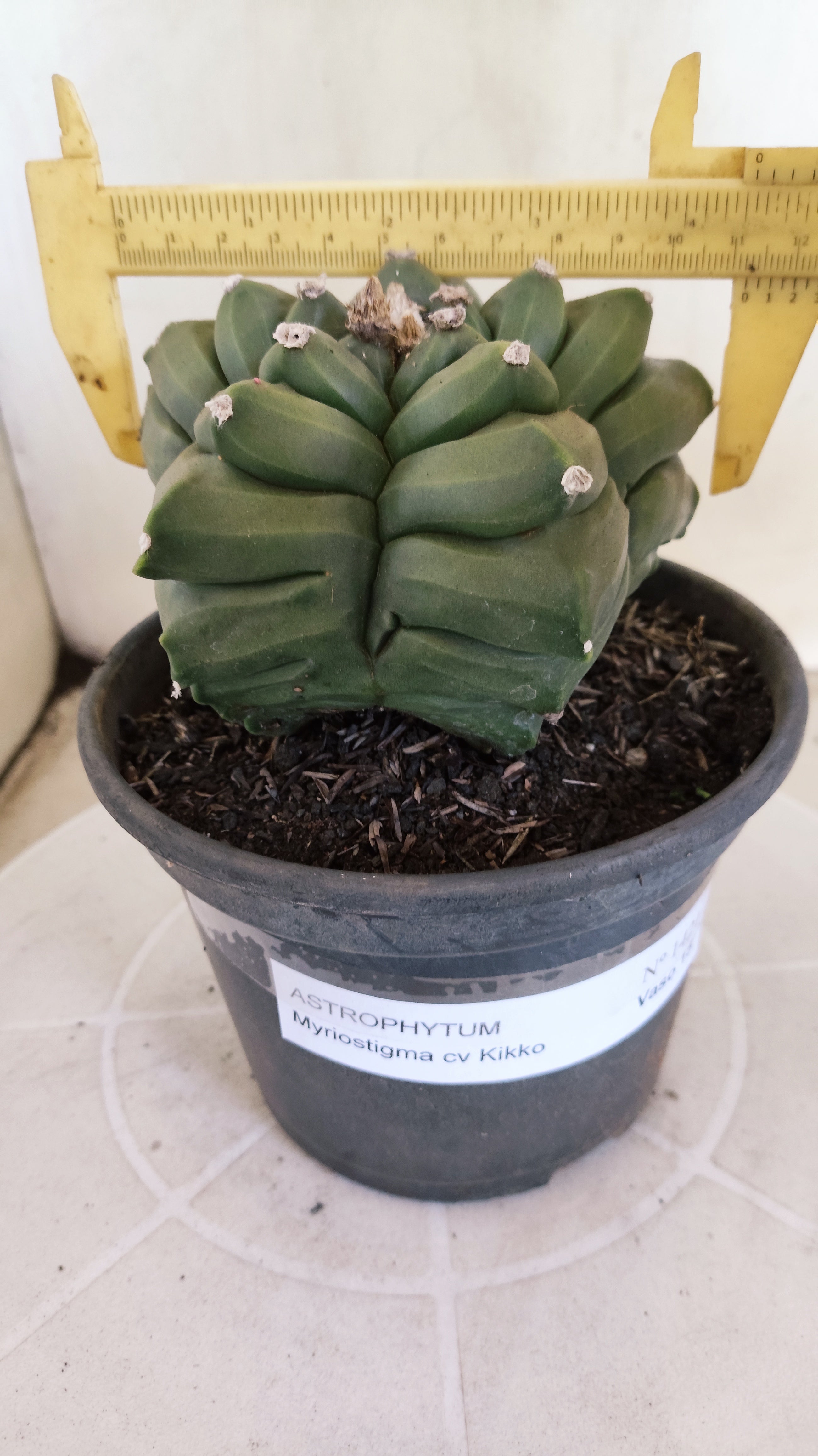 MATRIZ ASTROPHYTUM cv KIKKO  Nº 1421  – vaso 15