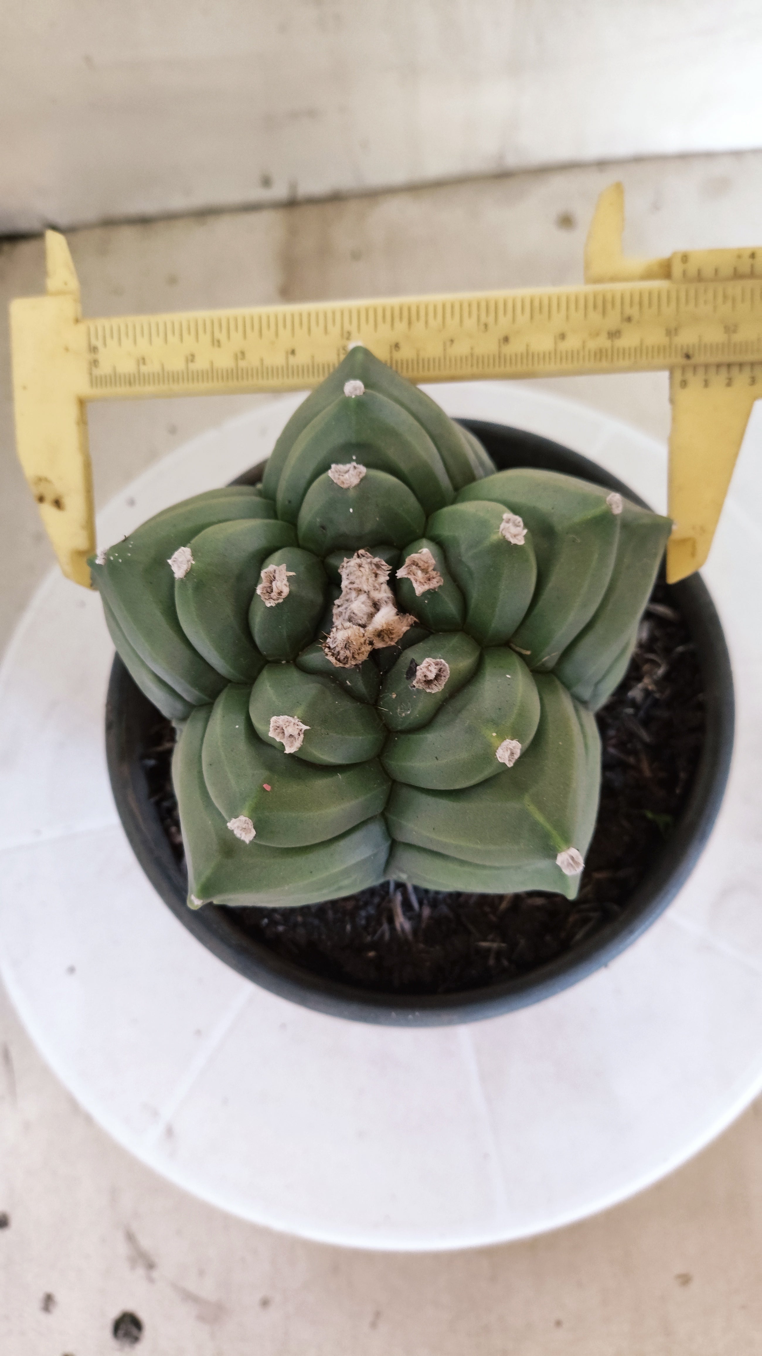 MATRIZ ASTROPHYTUM cv KIKKO  Nº 1421  – vaso 15