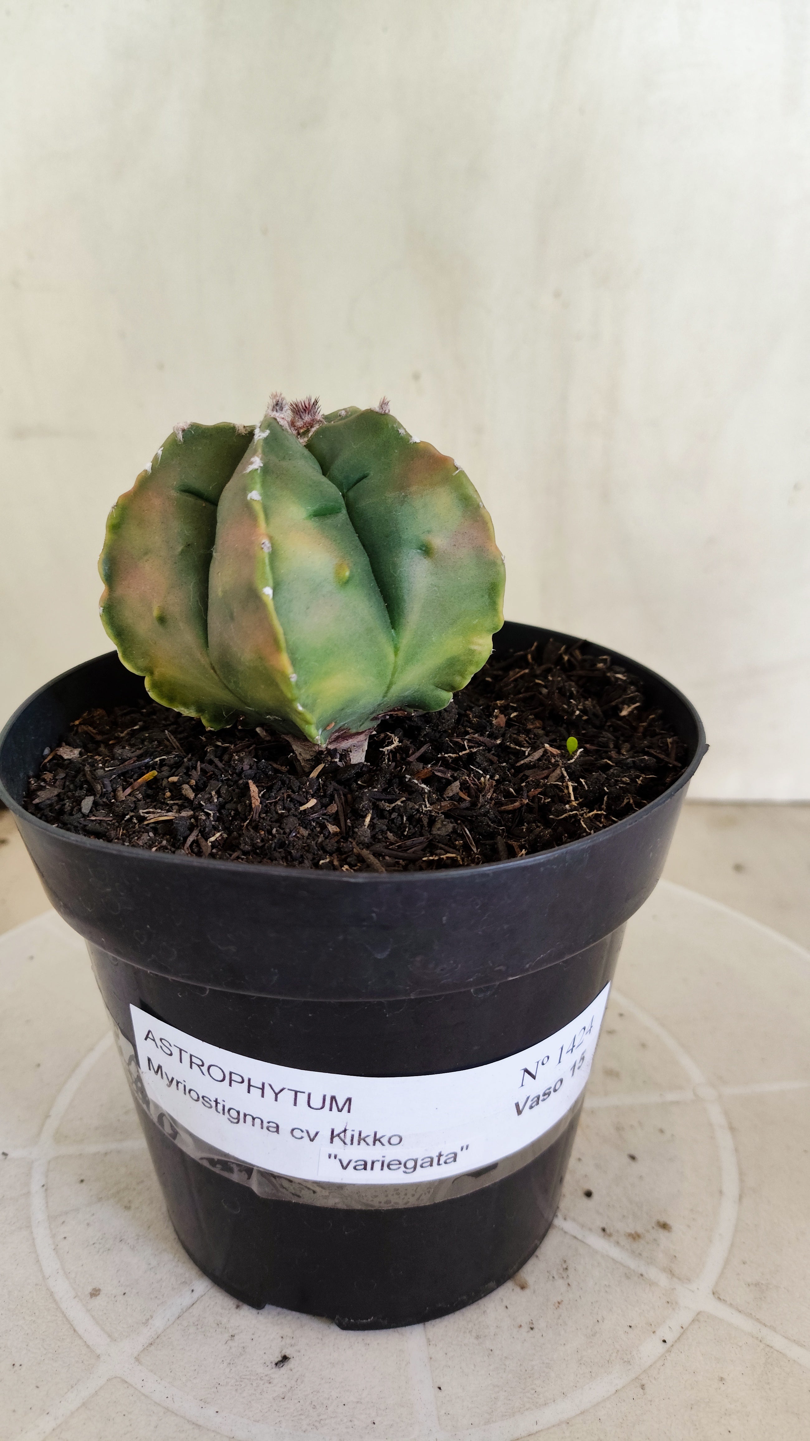 MATRIZ ASTROPHYTUM cv KIKKO  "Variegata" Nº 1424 – vaso 15