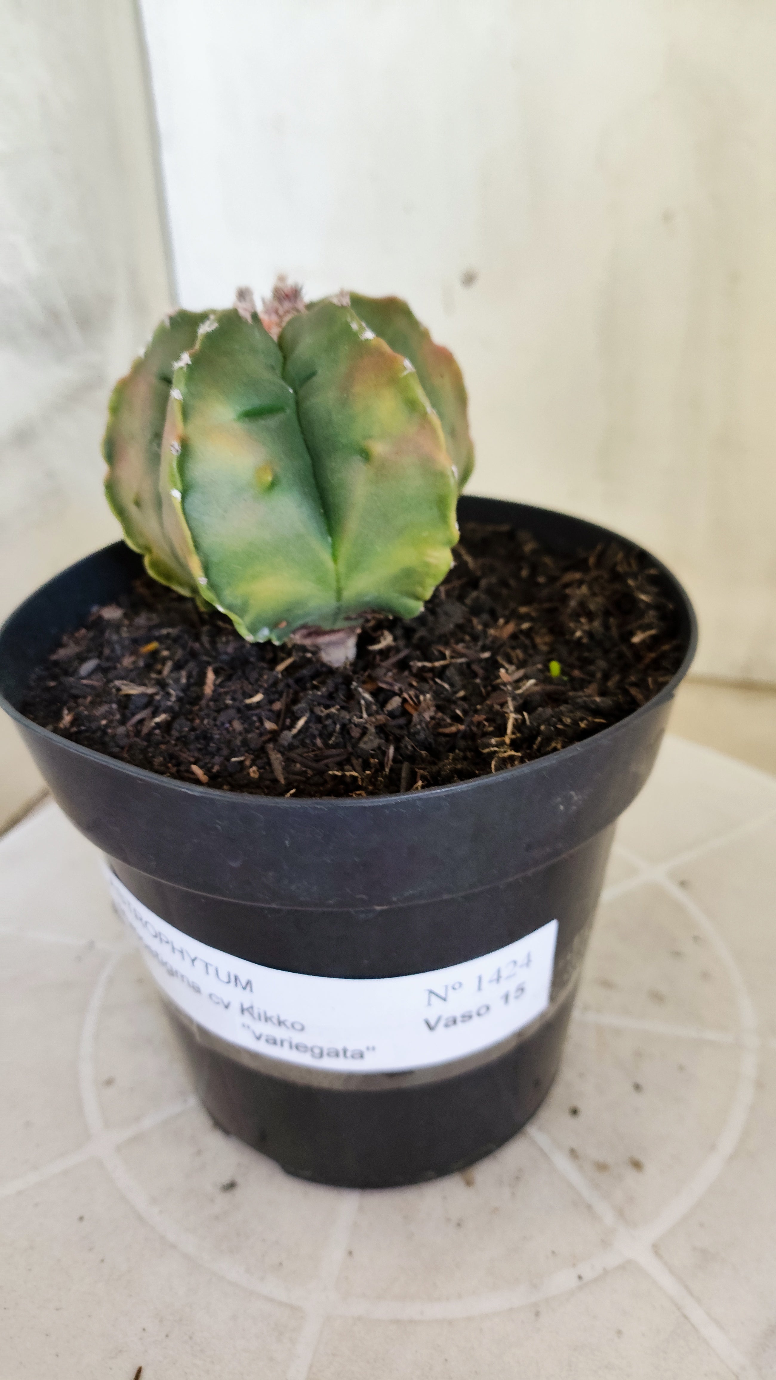 MATRIZ ASTROPHYTUM cv KIKKO  "Variegata" Nº 1424 – vaso 15