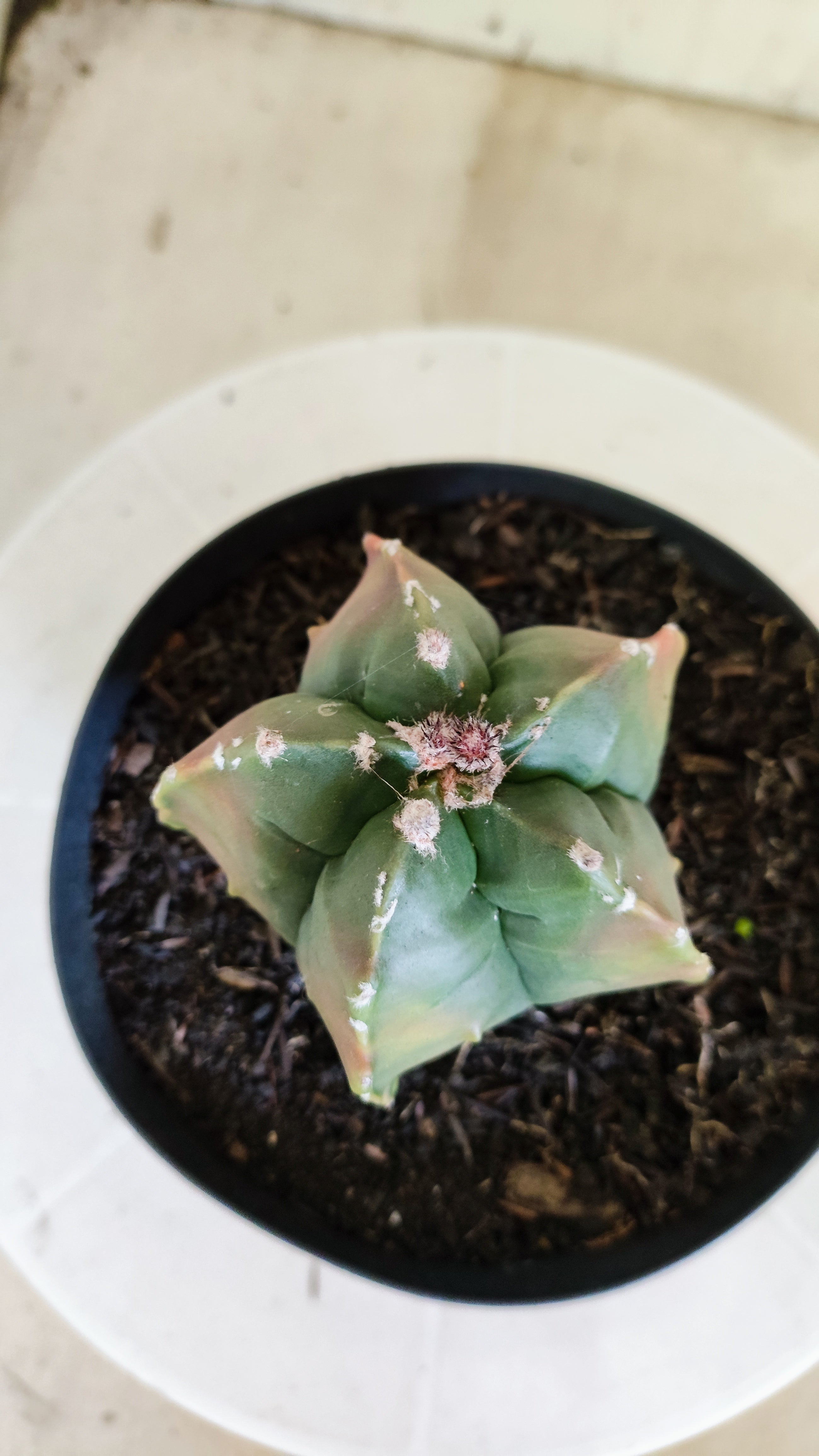 MATRIZ ASTROPHYTUM cv KIKKO  "Variegata" Nº 1424 – vaso 15
