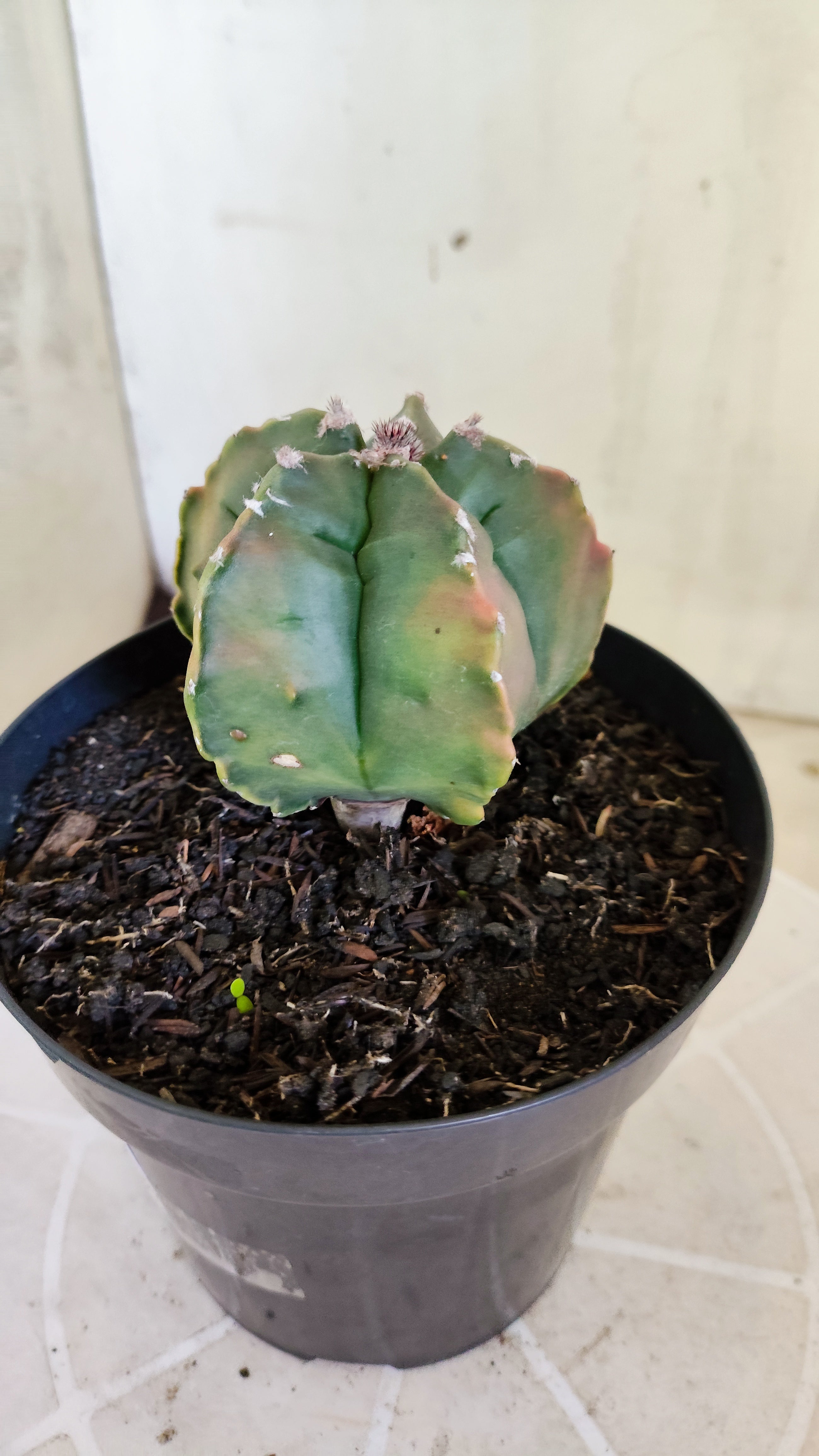 MATRIZ ASTROPHYTUM cv KIKKO  "Variegata" Nº 1424 – vaso 15