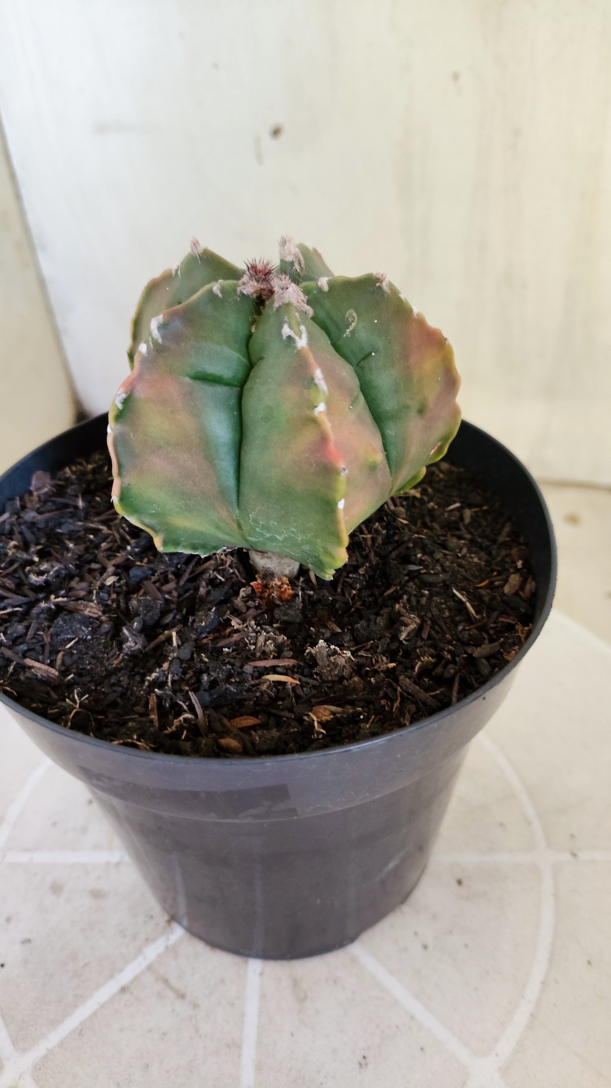 MATRIZ ASTROPHYTUM cv KIKKO  "Variegata" Nº 1424 – vaso 15