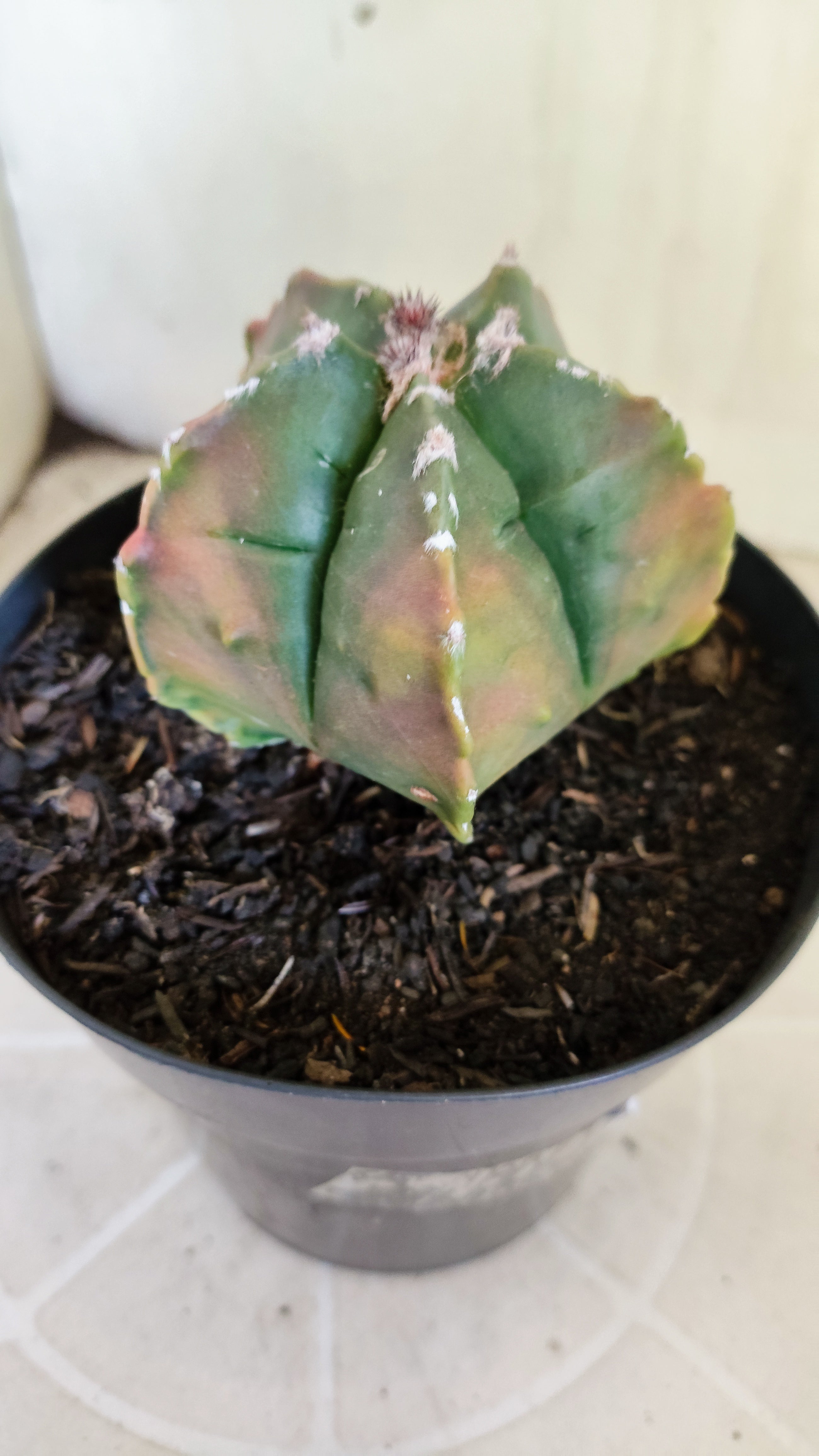 MATRIZ ASTROPHYTUM cv KIKKO  "Variegata" Nº 1424 – vaso 15