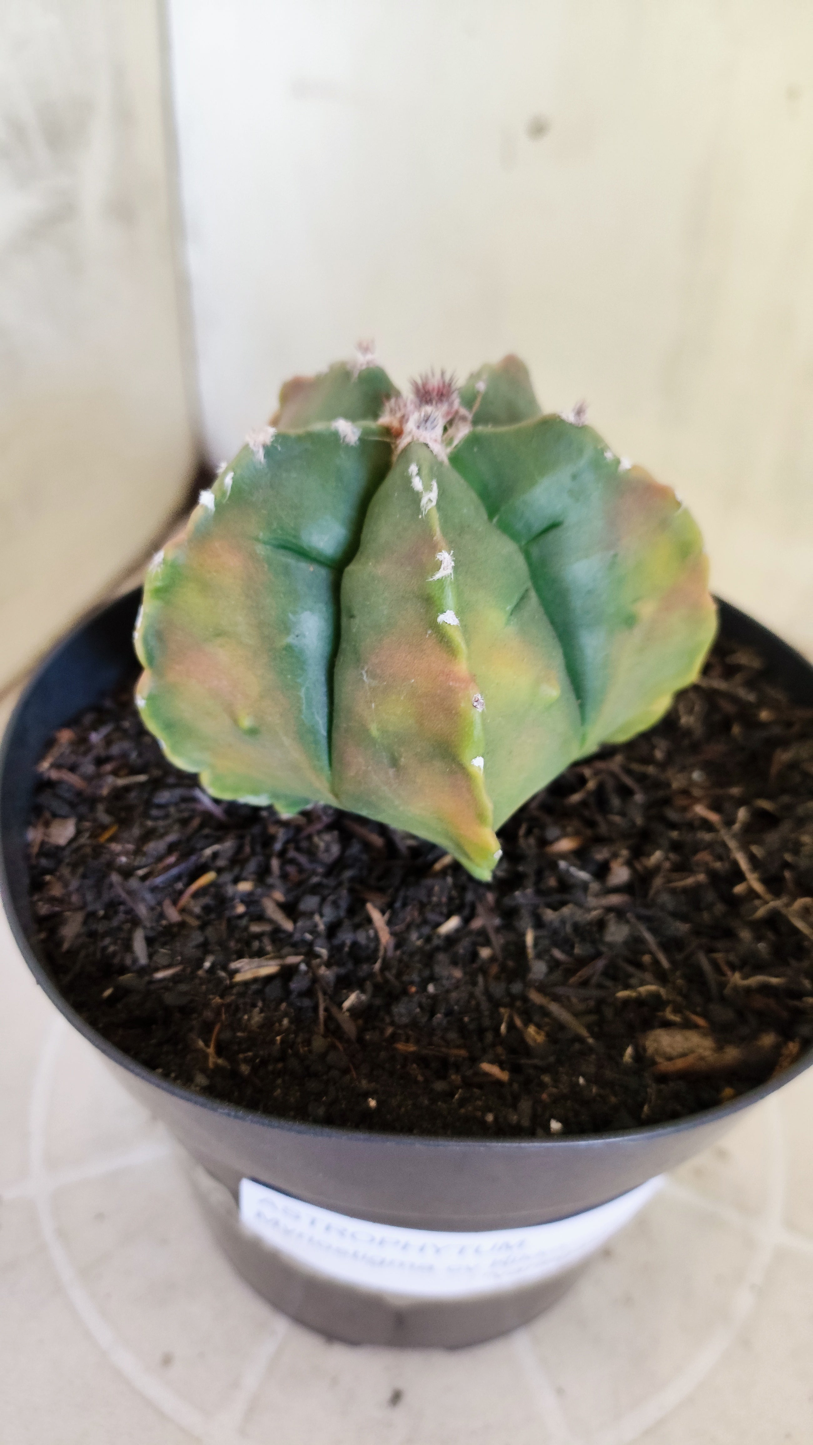 MATRIZ ASTROPHYTUM cv KIKKO  "Variegata" Nº 1424 – vaso 15