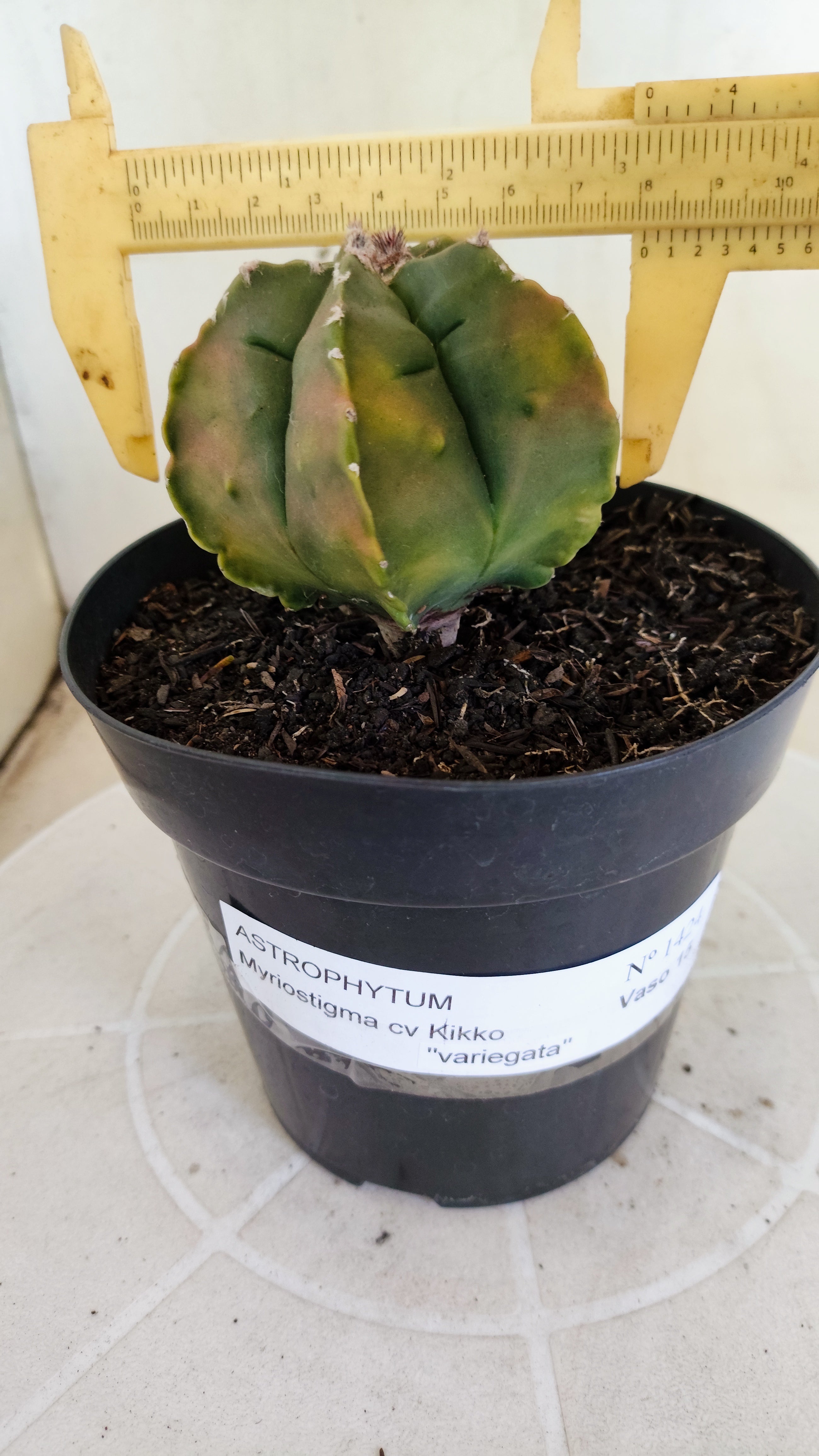 MATRIZ ASTROPHYTUM cv KIKKO  "Variegata" Nº 1424 – vaso 15