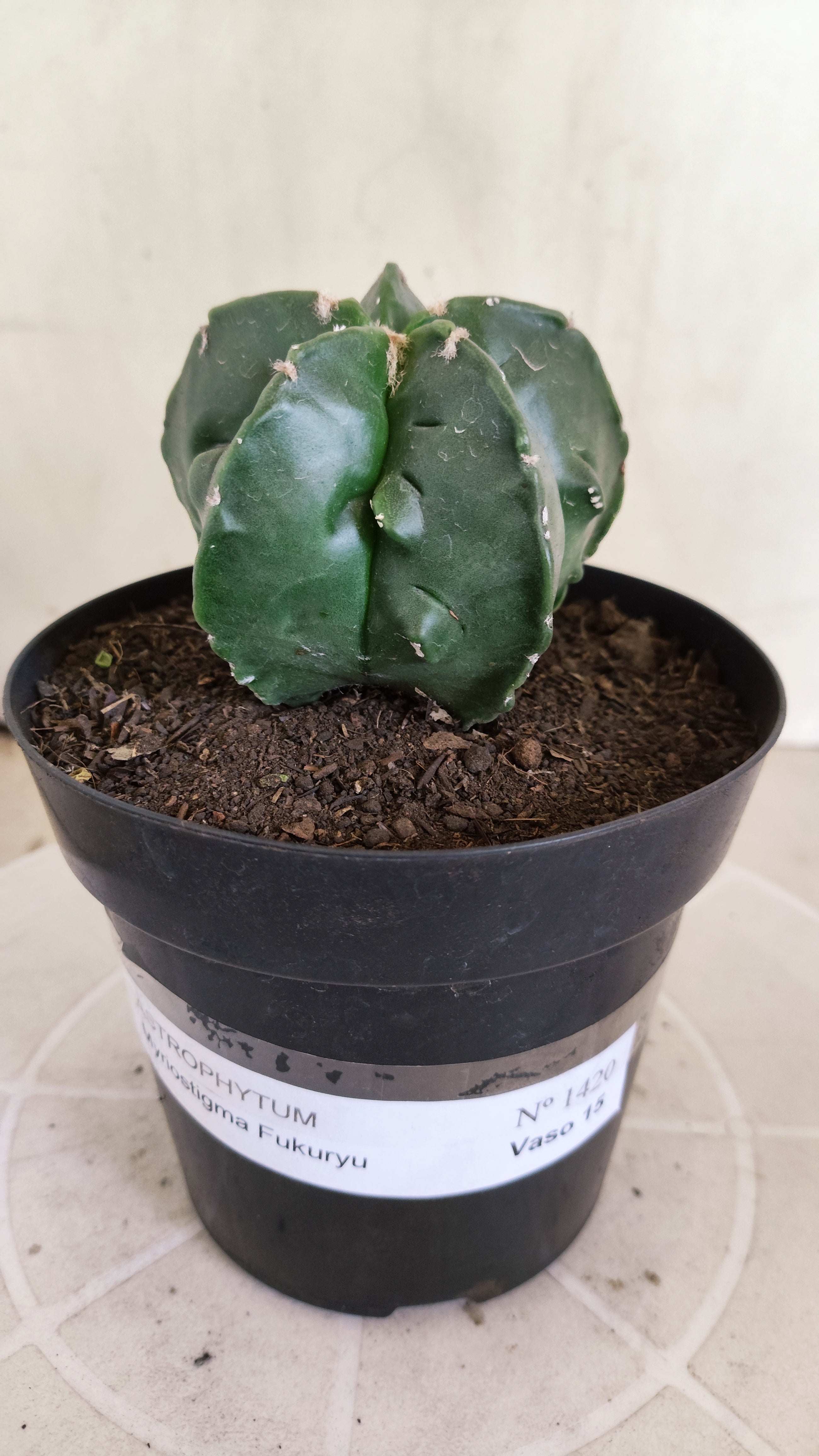 ASTROPHYTUM MYRIOSTIGMA cv KIKKO "Fukuryu"  Nº 1420 – vaso 15