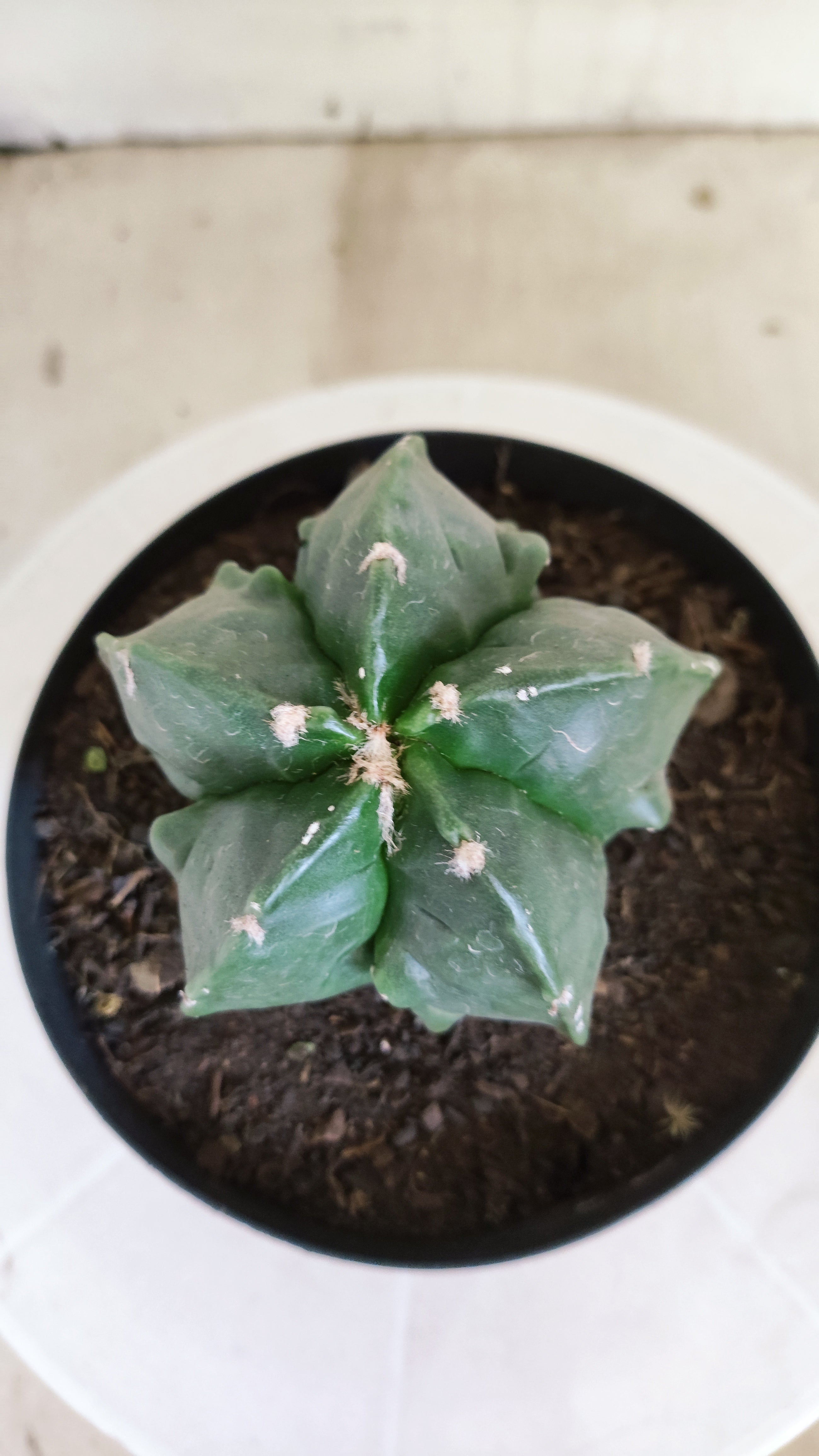 ASTROPHYTUM MYRIOSTIGMA cv KIKKO "Fukuryu"  Nº 1420 – vaso 15